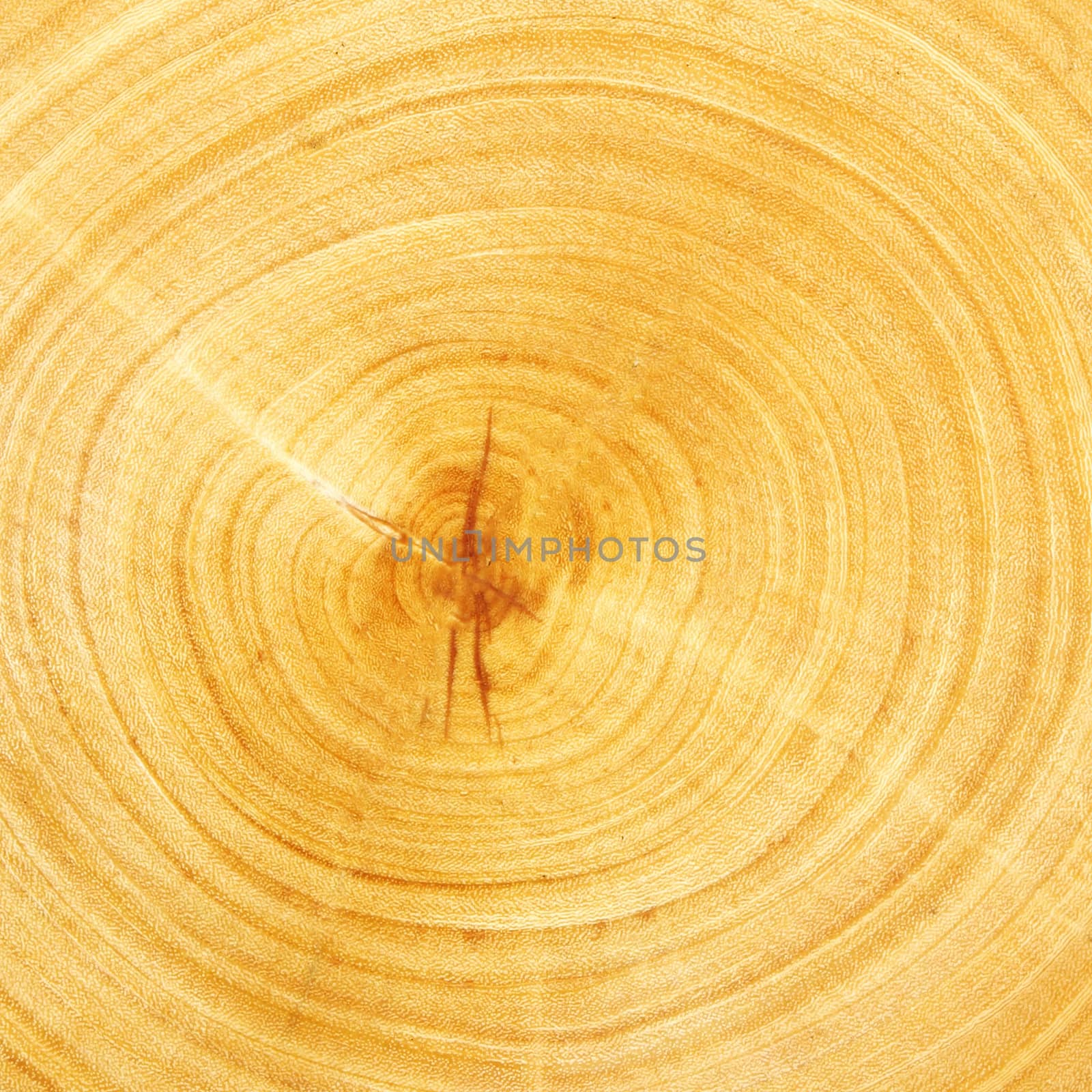 Fresh cut wood texture for background