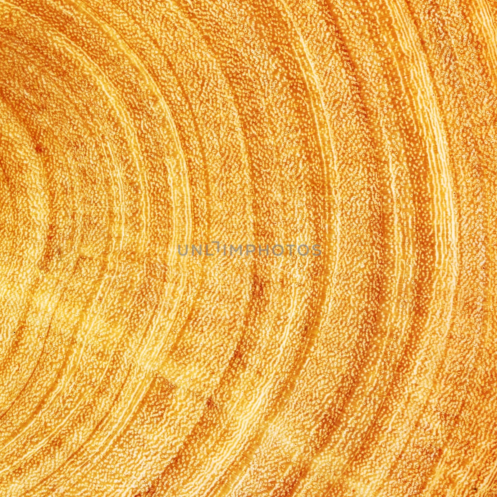 Fresh wooden cut texture for background