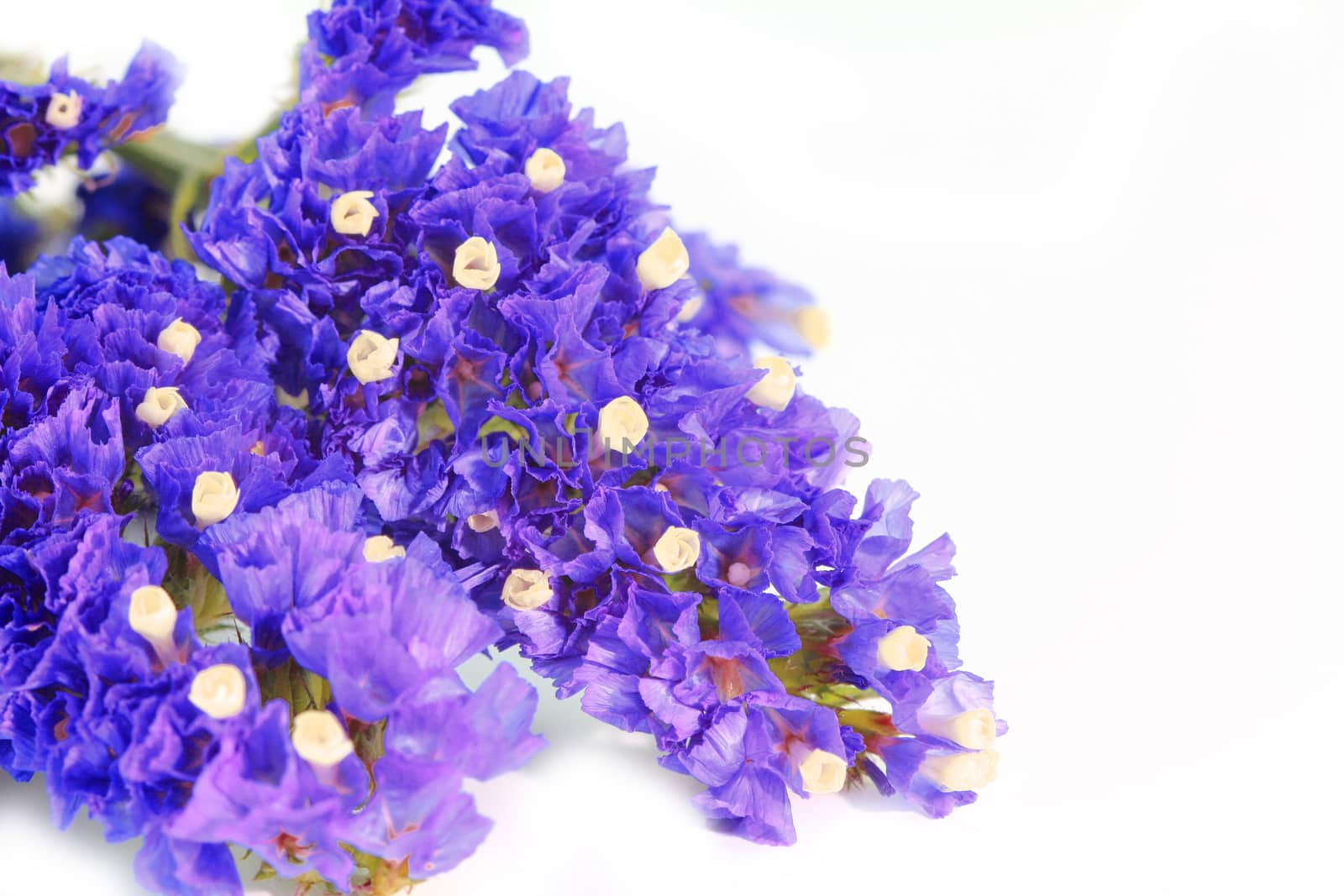 Purple flower on white background