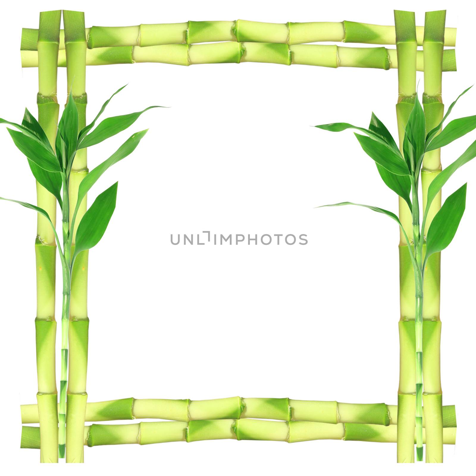 Fresh bamboo frame on white background