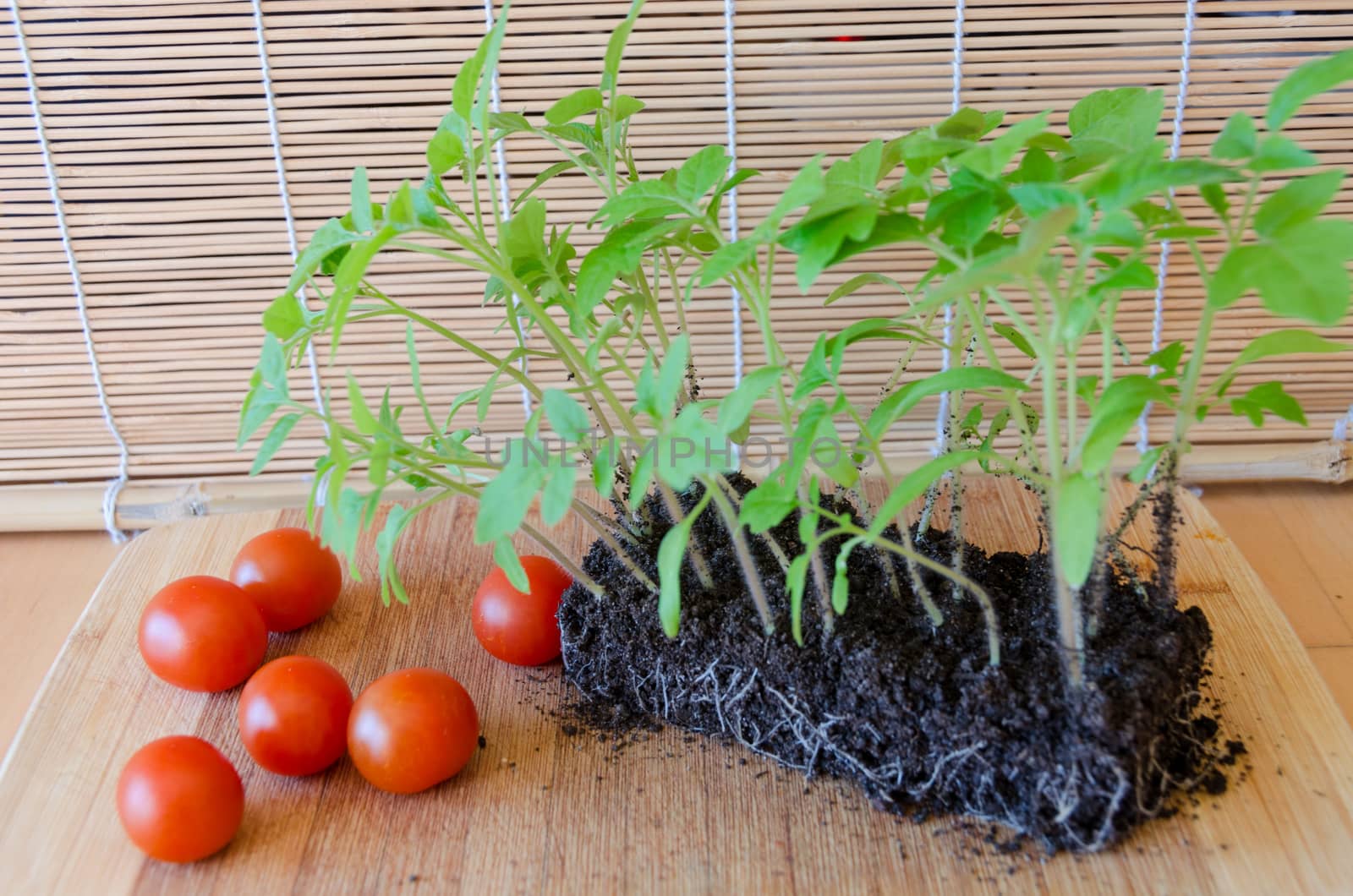 tomato green sprouted seedlings in earth and small red tomatoes on wooden tray