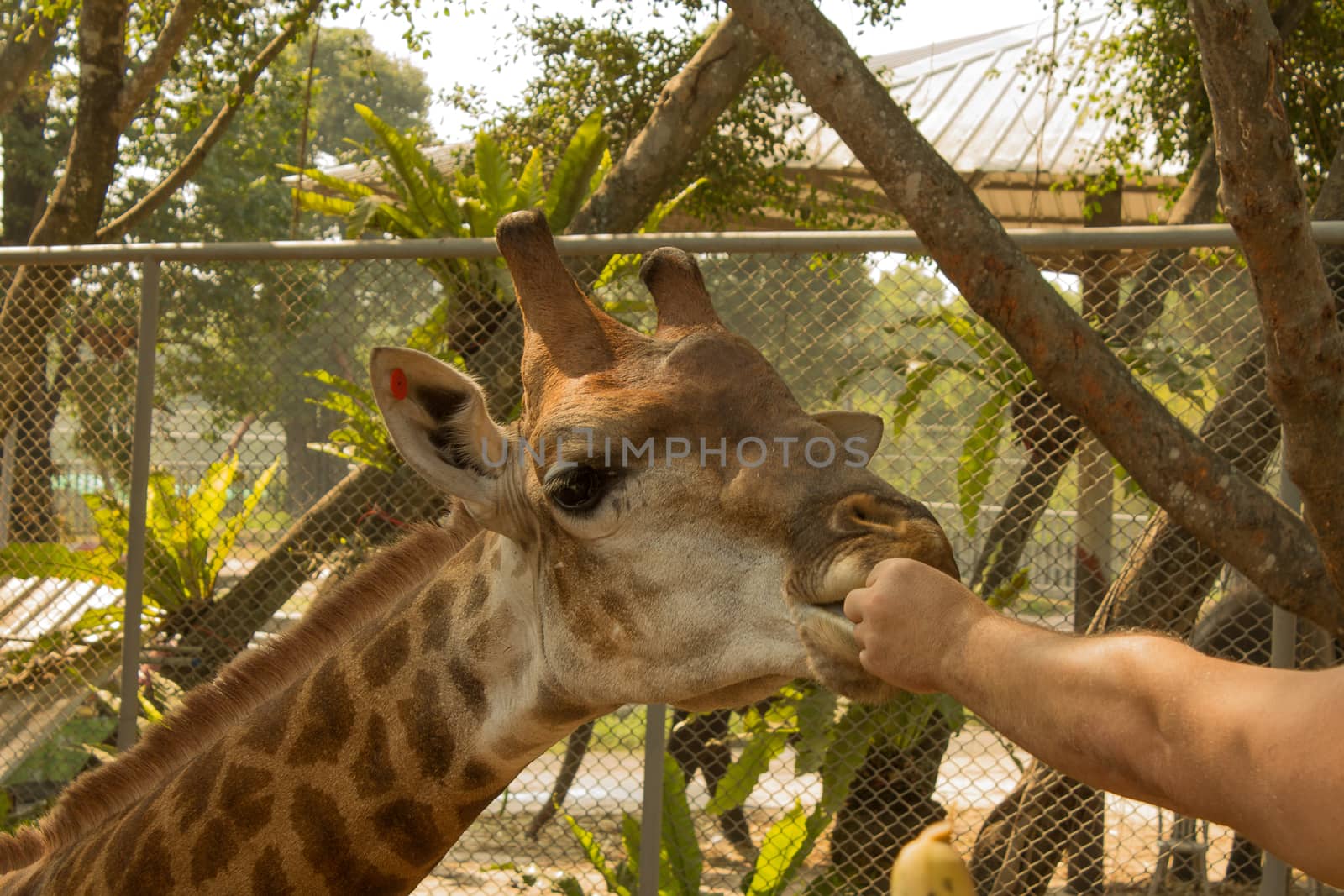 giraffe eat from the hands of man