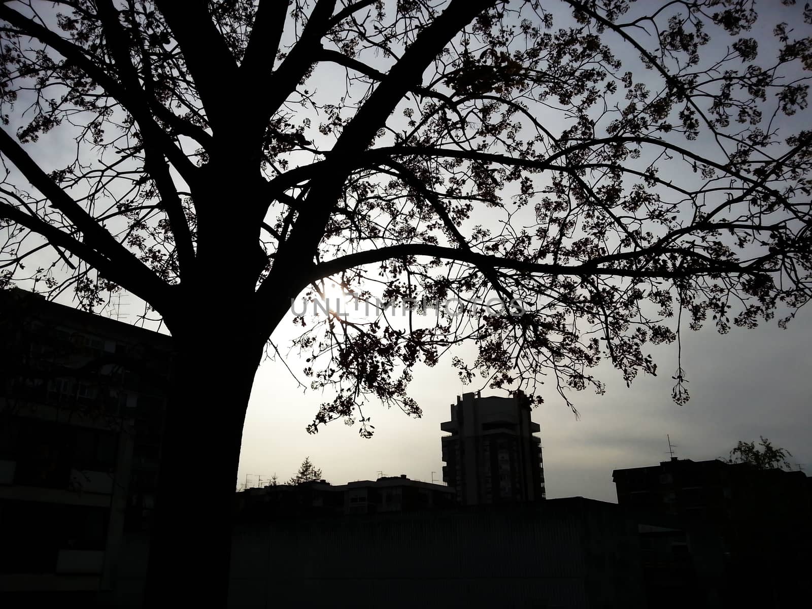 Tree and city silhouettes over sun on a cloudy afternoon by fjanecic
