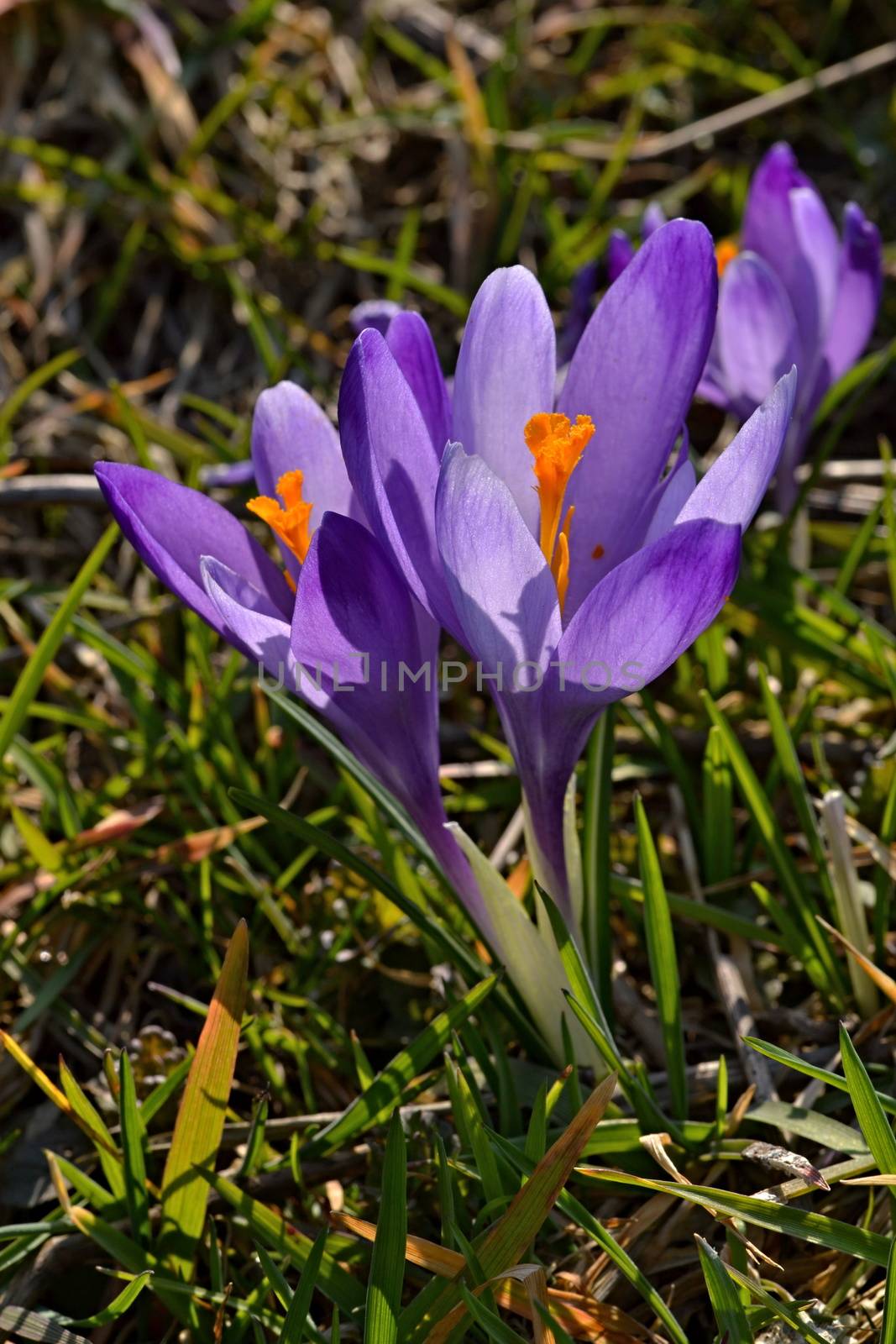 easter background in the meadow violet saffron