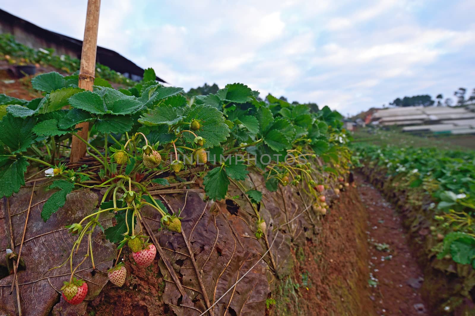 strawberry farm in Chiangmai, Thailand by think4photop