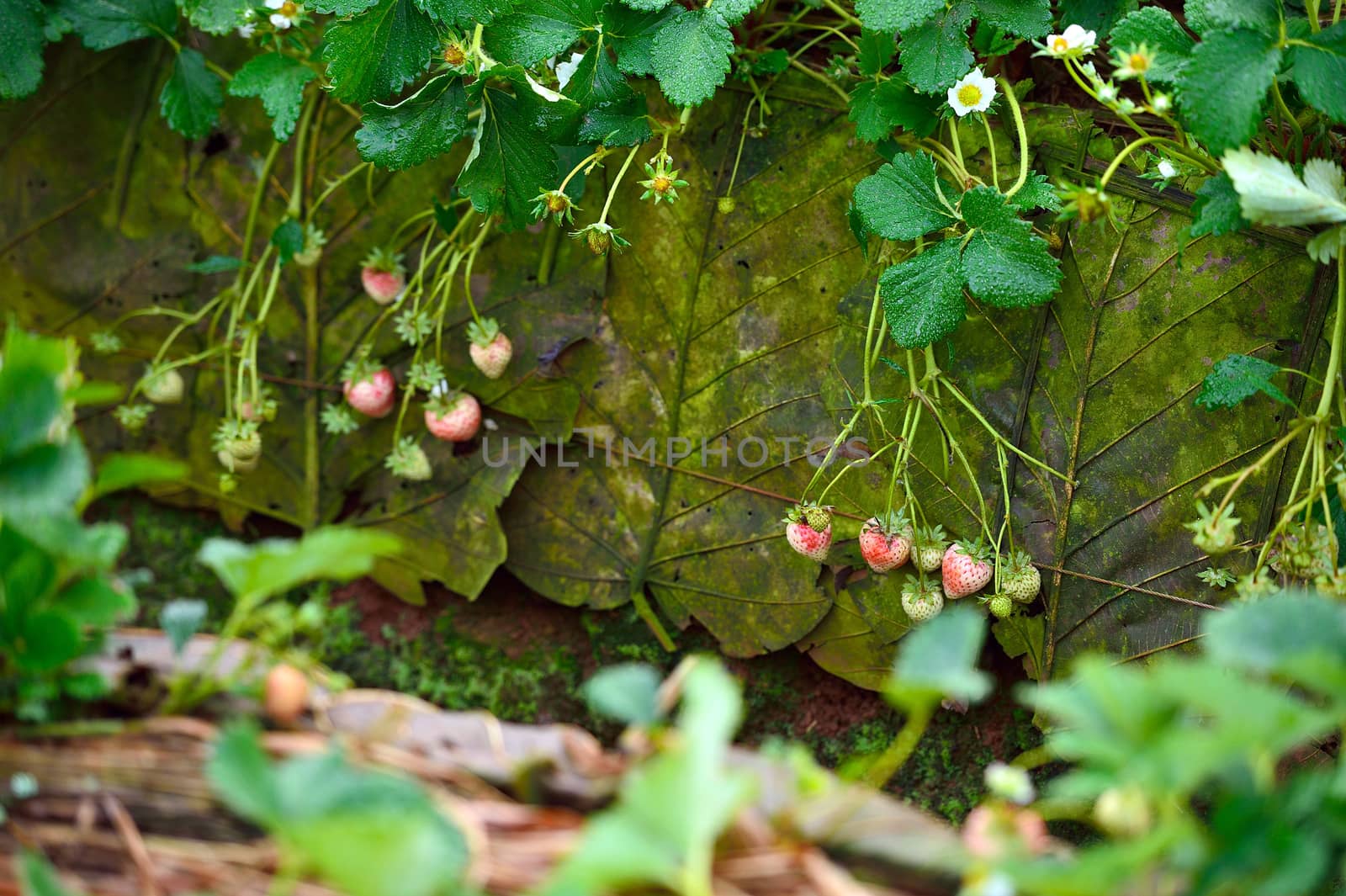 strawberry on a teak leaf at Doi angkhang , Chiangmai province, Thailand