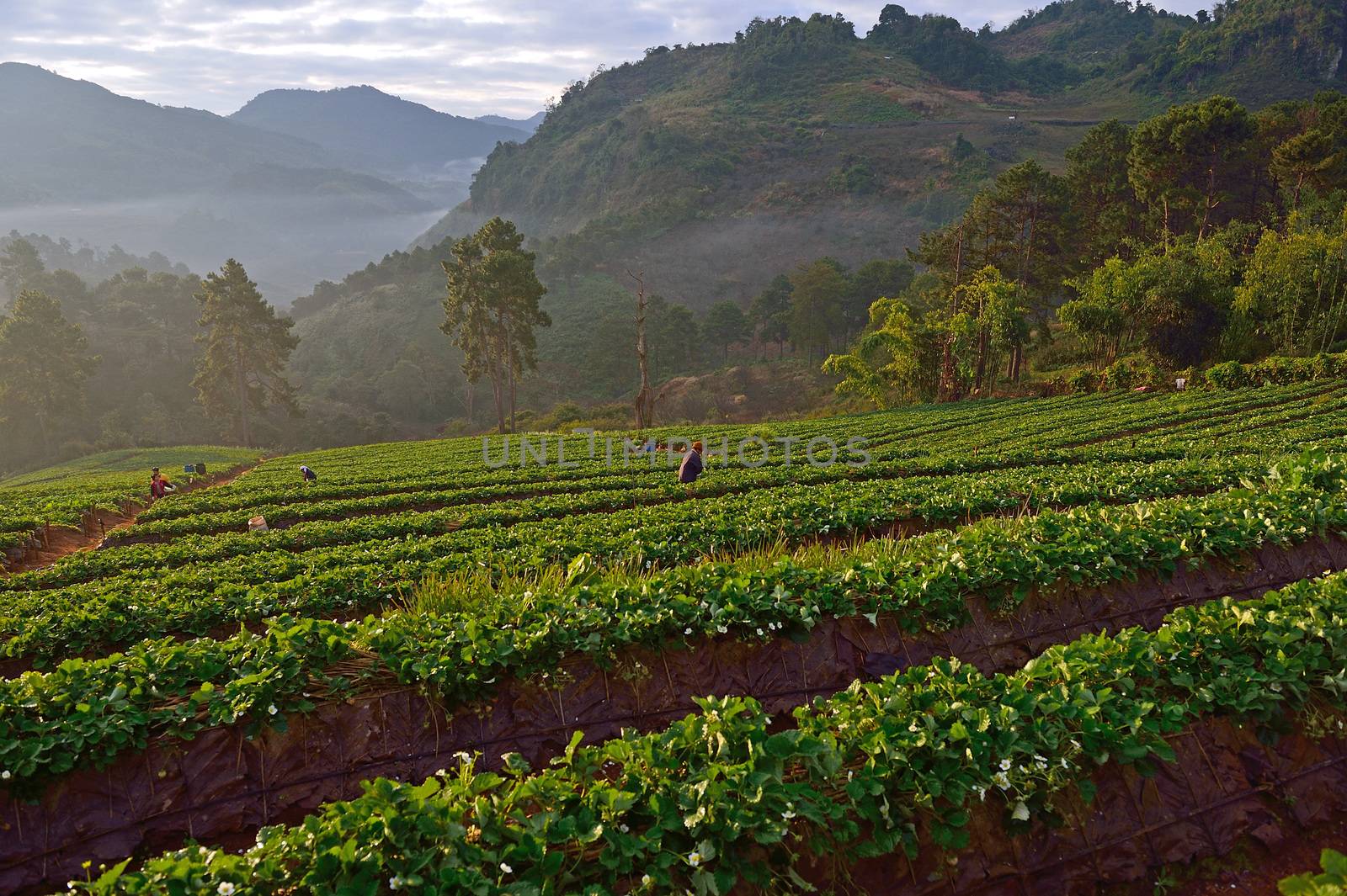 Strawberry farm at Doi angkhang , Chiangmai province by think4photop