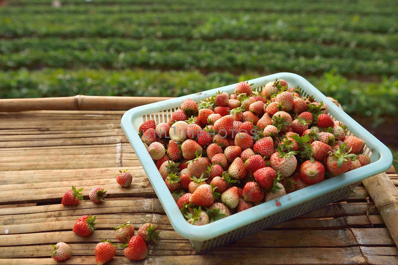 Strawberry farm at Doi angkhang , Chiangmai province by think4photop