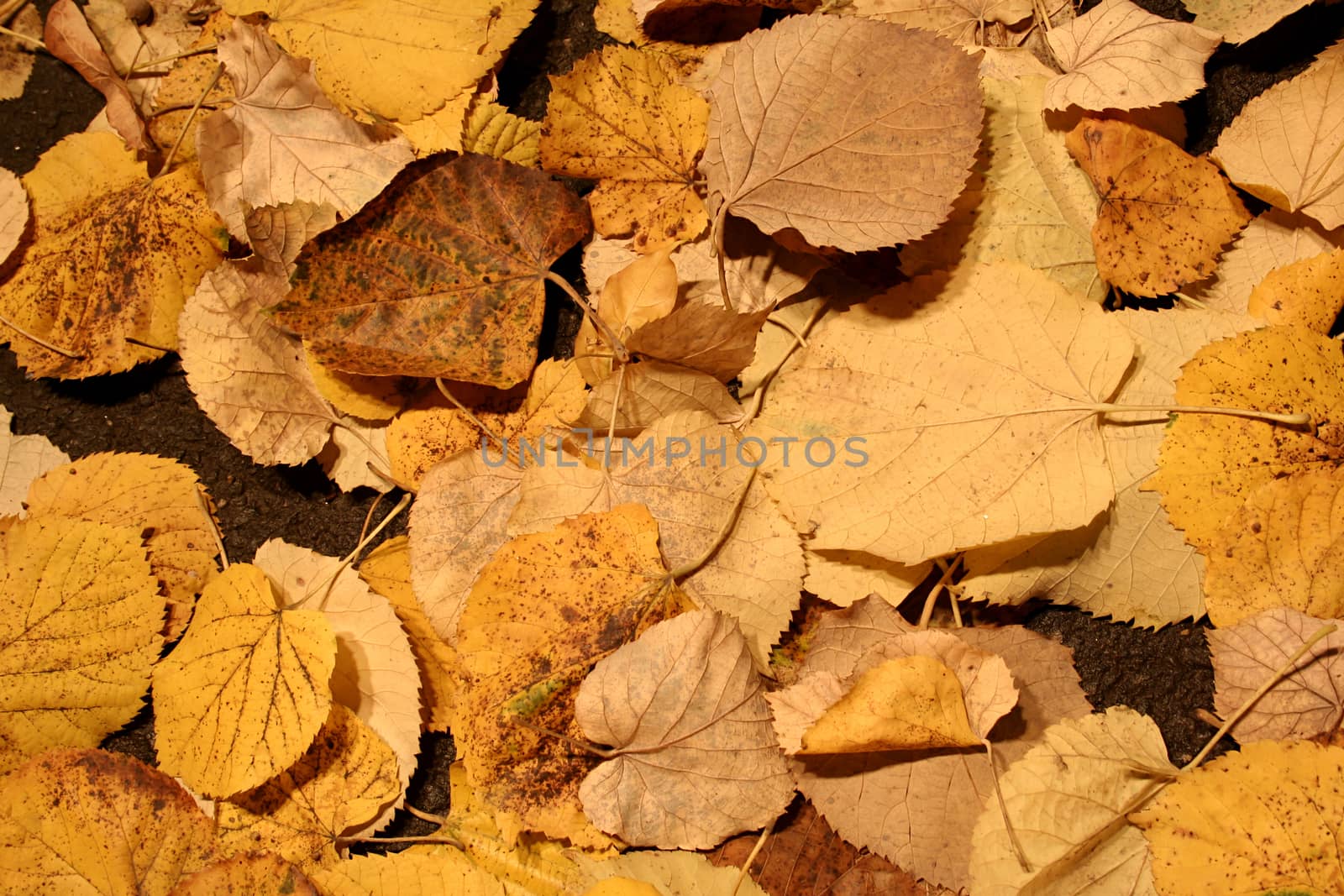 Autumn fall leaves. Great background. Good details.