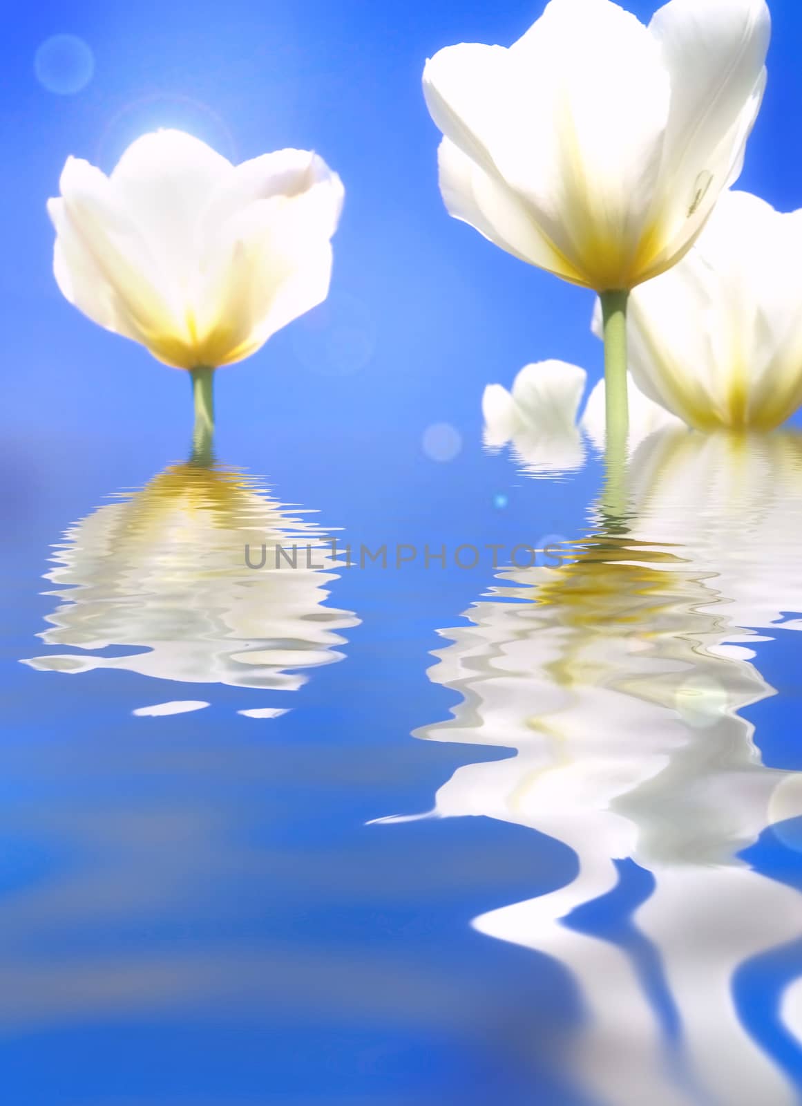 Water reflection of beautiful tulips