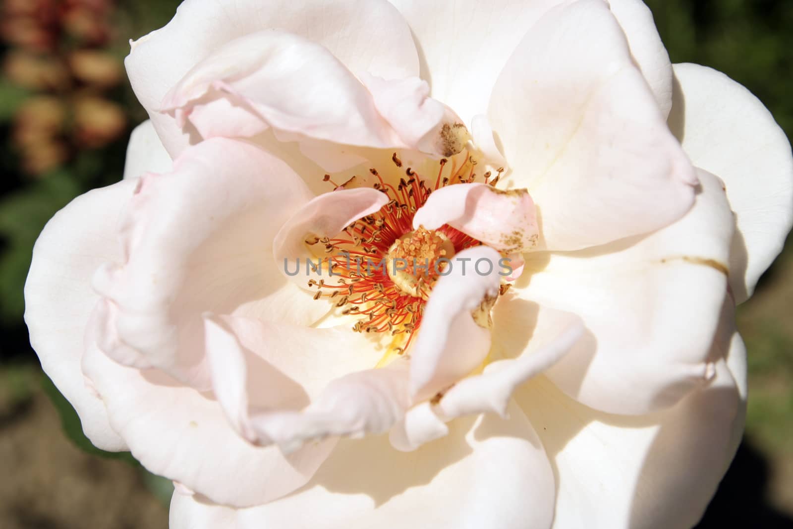 Closeup picture of beautiful rose.