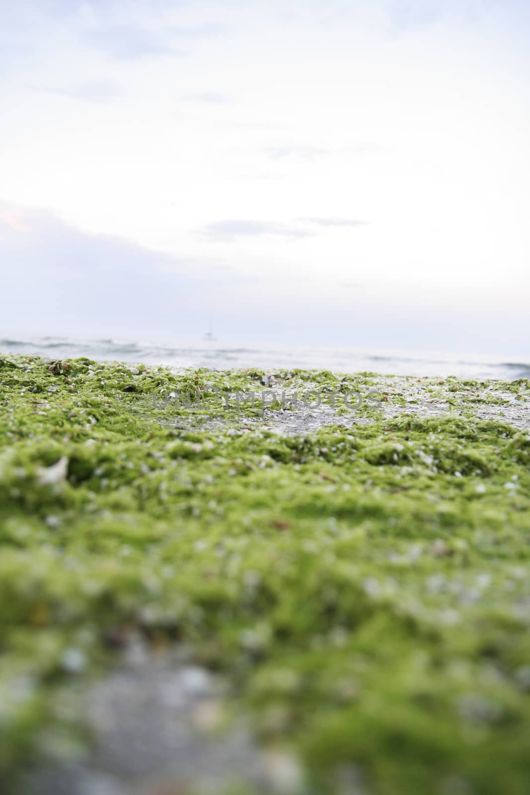 Beach with algae and shells.
