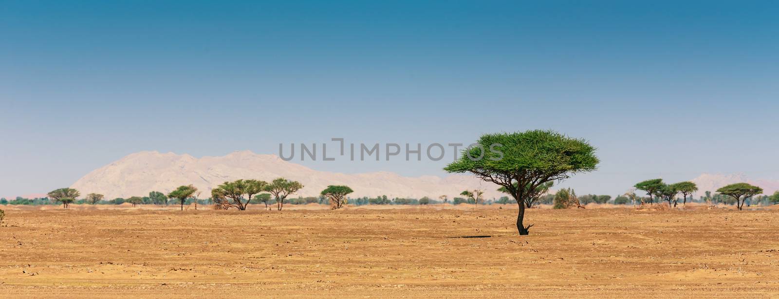 The Arabian desert on a hot sunny day