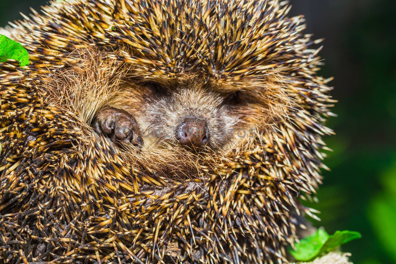 Four-toed young hedgehog, Atelerix albiventris by oleg_zhukov