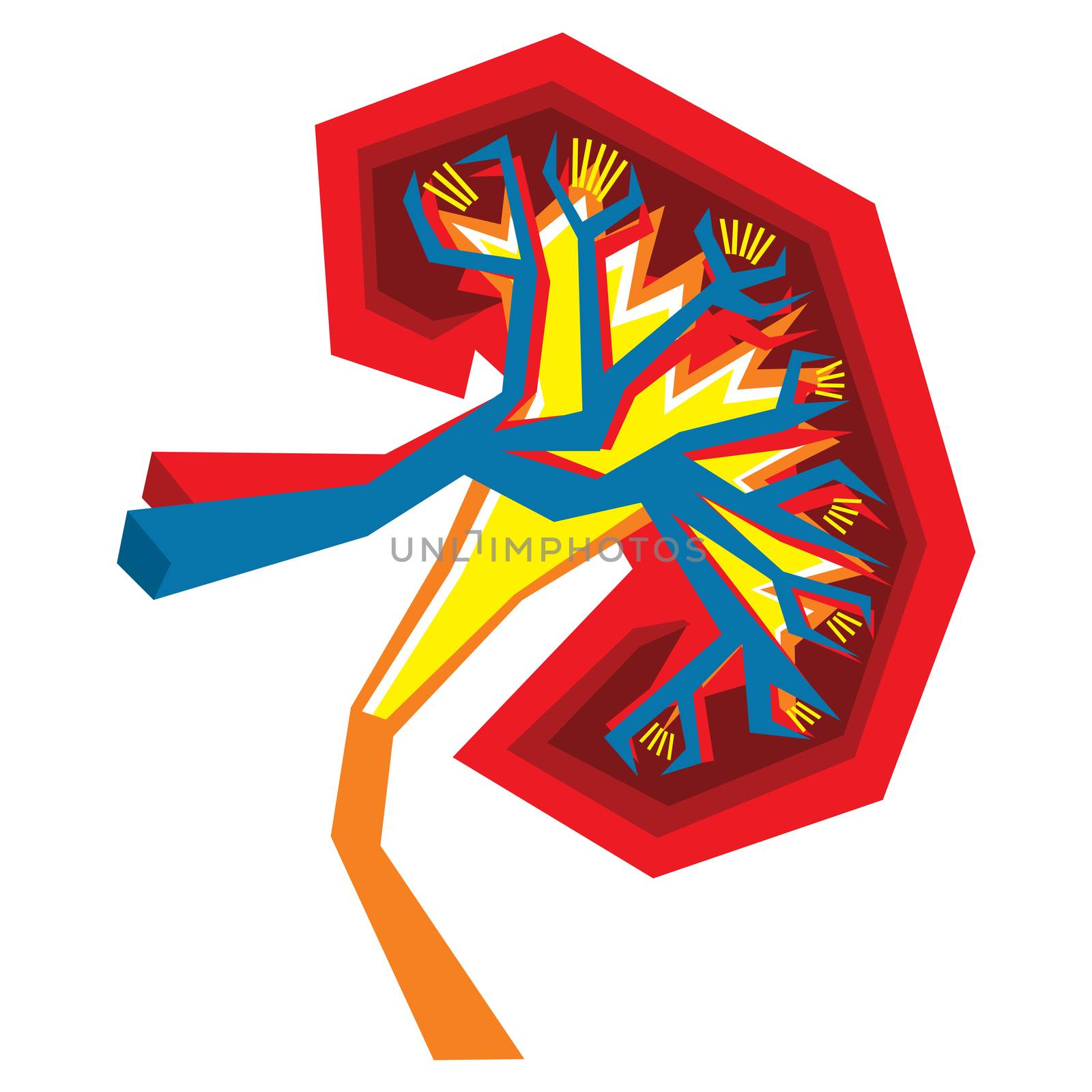 An abstract illustration on Kidney