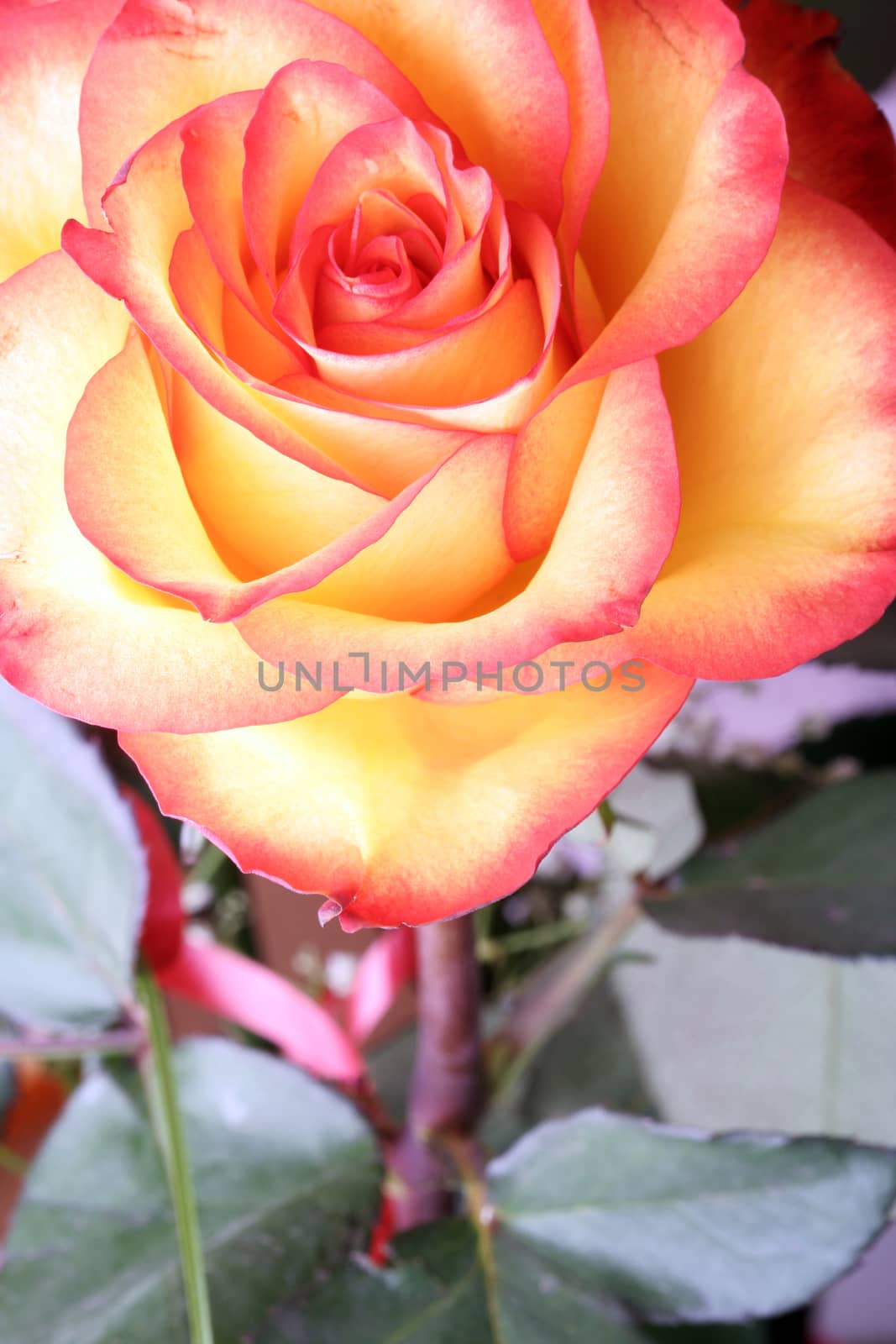 Close-up of beautiful fresh rose.