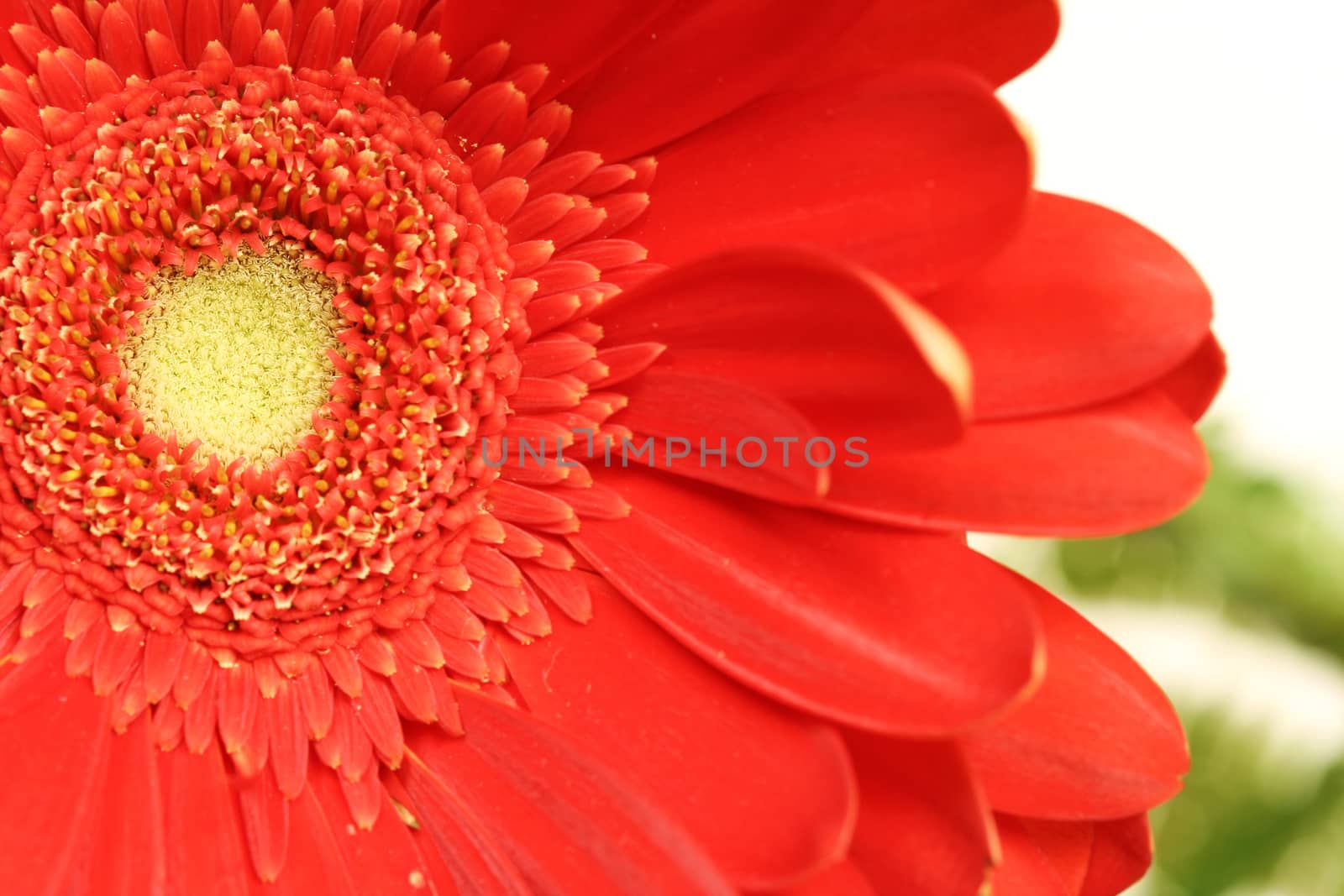 Macro picture of gerber daisy.