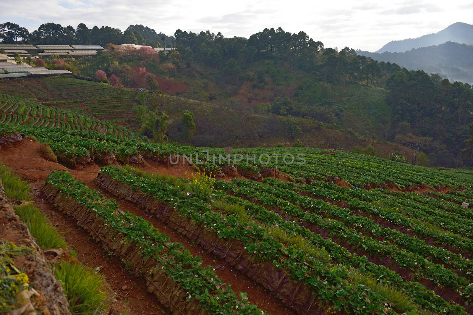 Strawberry farm at Doi angkhang , Chiangmai province
