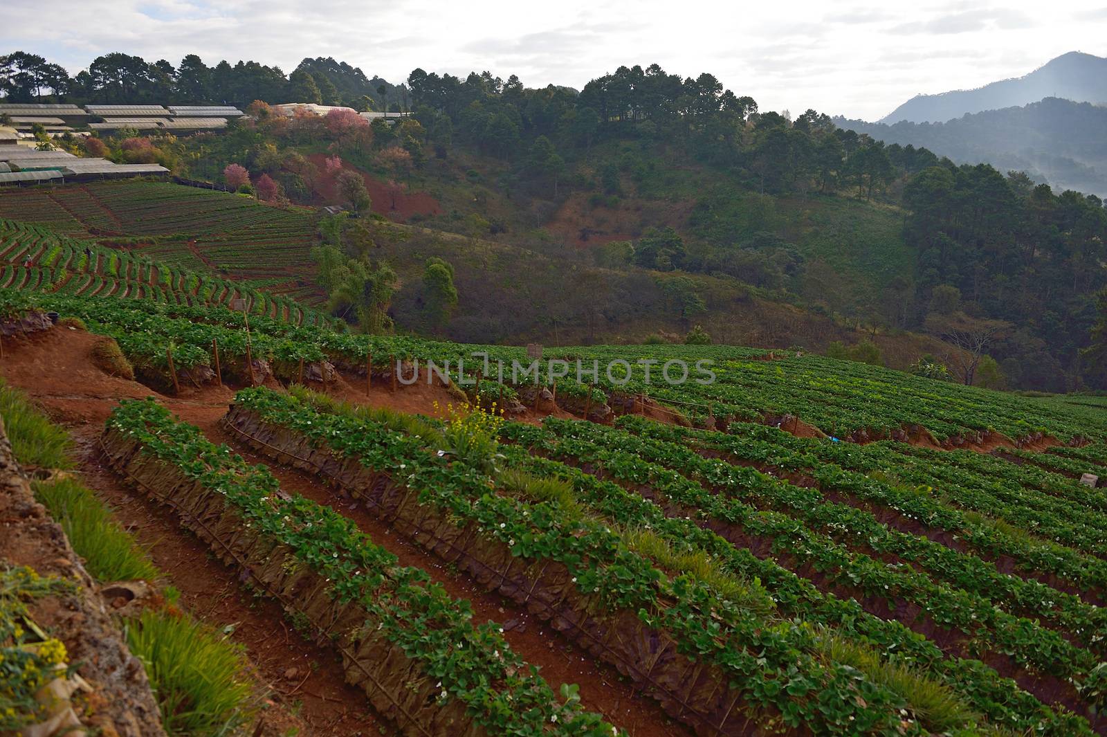 Strawberry farm at Doi angkhang , Chiangmai province by think4photop