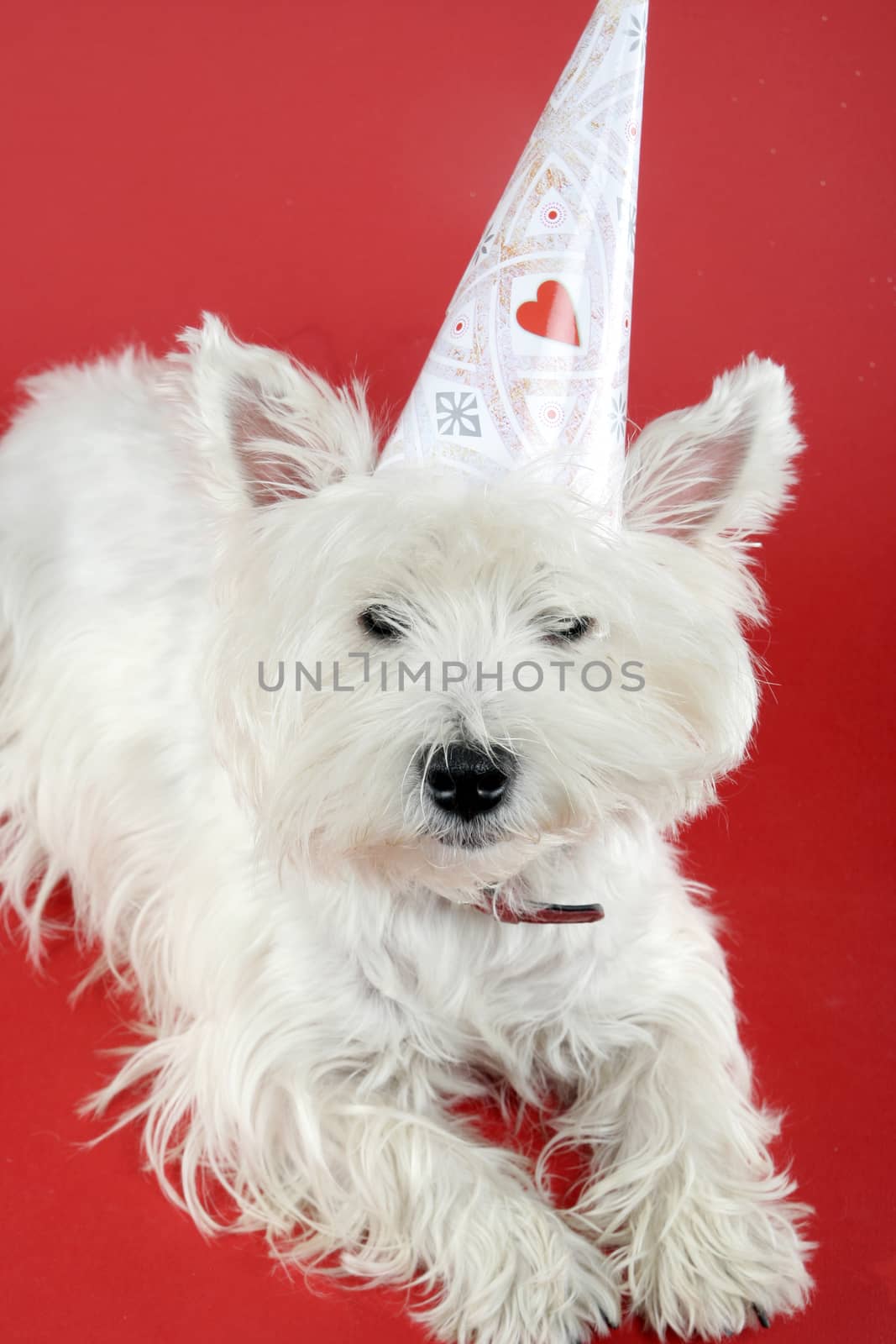 West highland white terrier with birthday party hat .