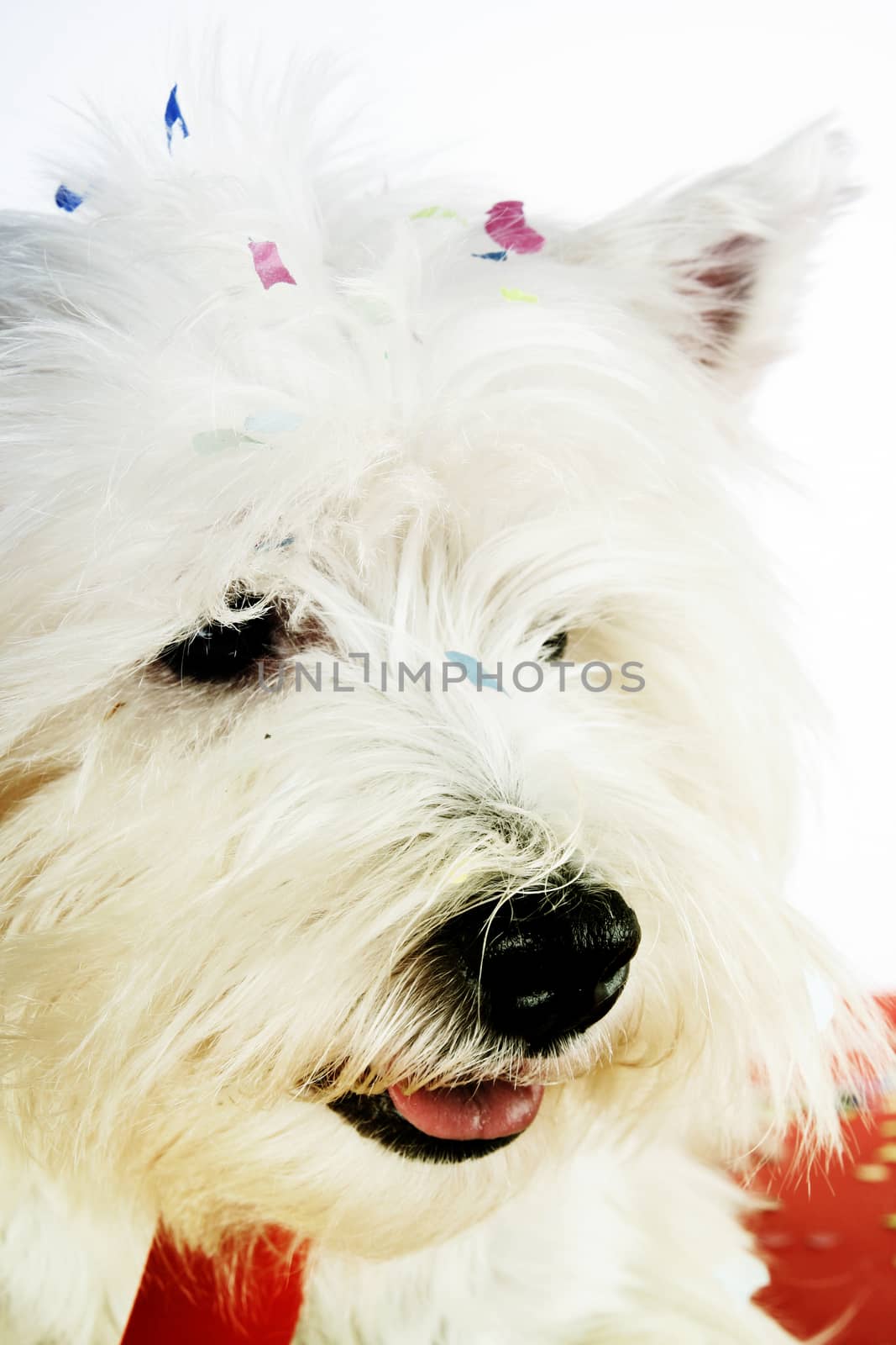 West highland white terrier with copy-space note.