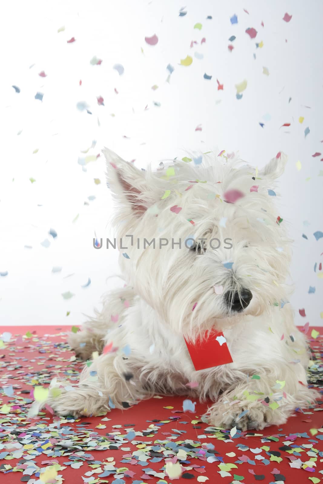 West highland white terrier with copy-space note.