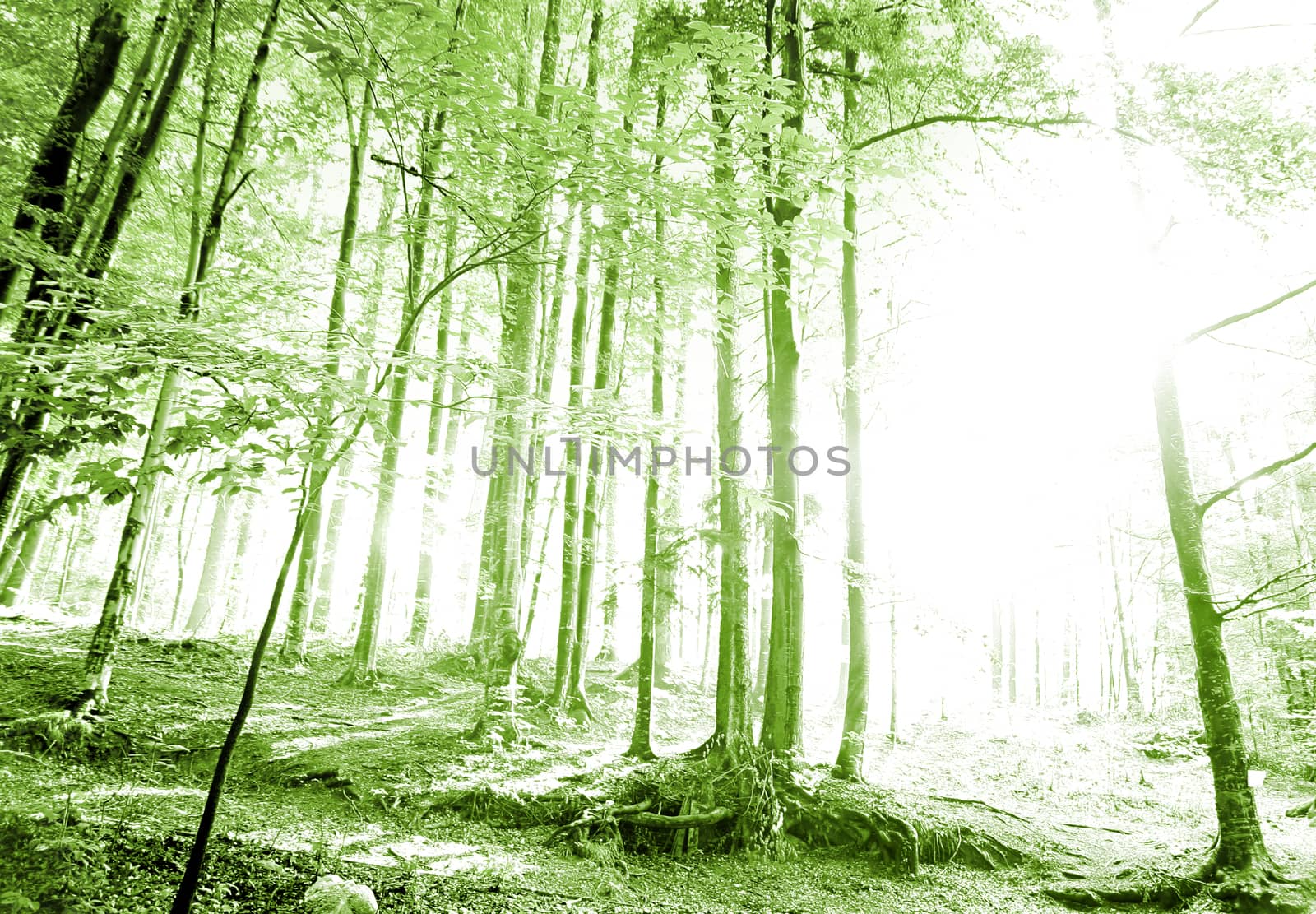 Ray of light in green forest