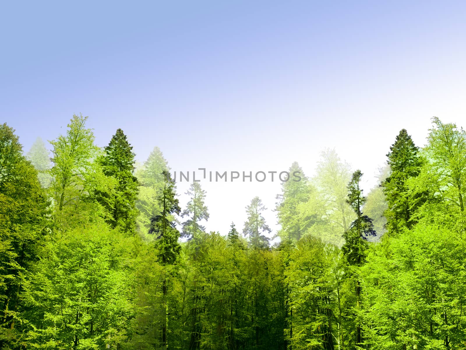 Green forest landscape