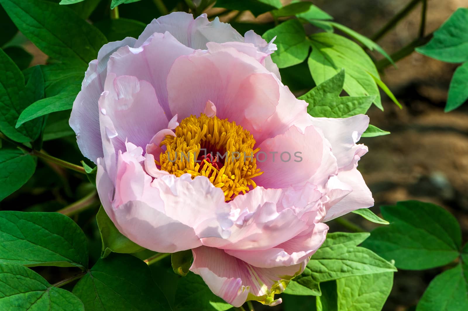 The  fresh pink peonies under the morning sunshine in Jingshan park of Beijing.