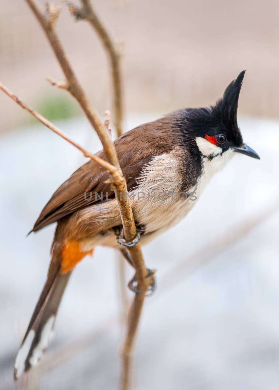 thecrested bunting in the spring time on the mountain area of  the suburb of Beijing.