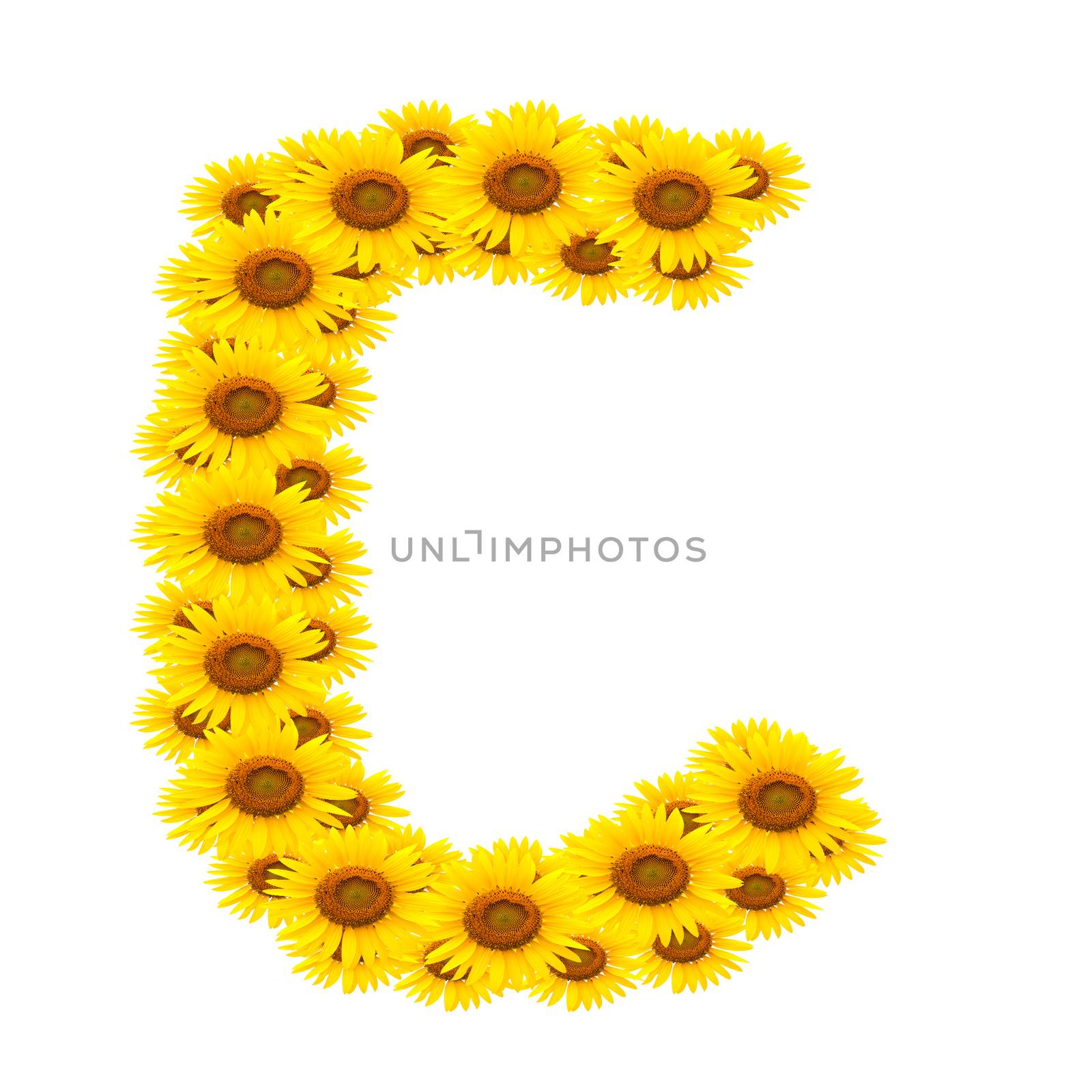 alphabet C , sunflower isolated on white background