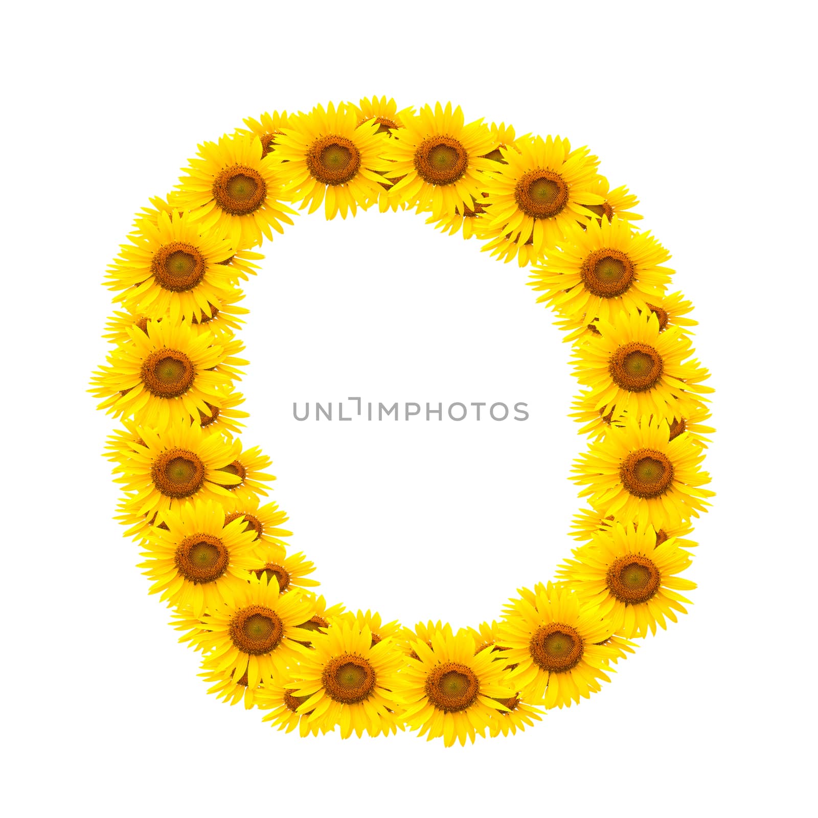 alphabet L, sunflower isolated on white background