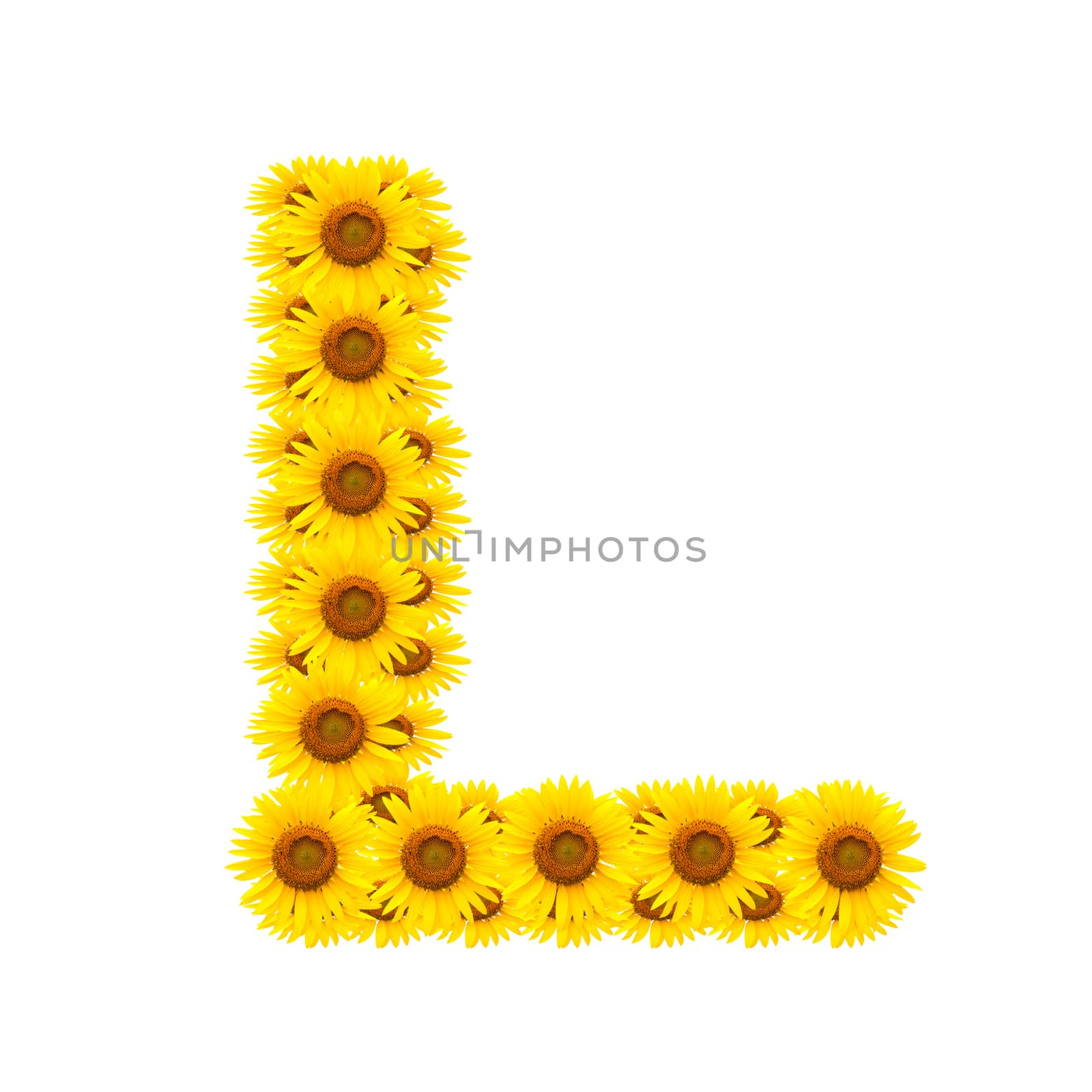 alphabet L , sunflower isolated on white background