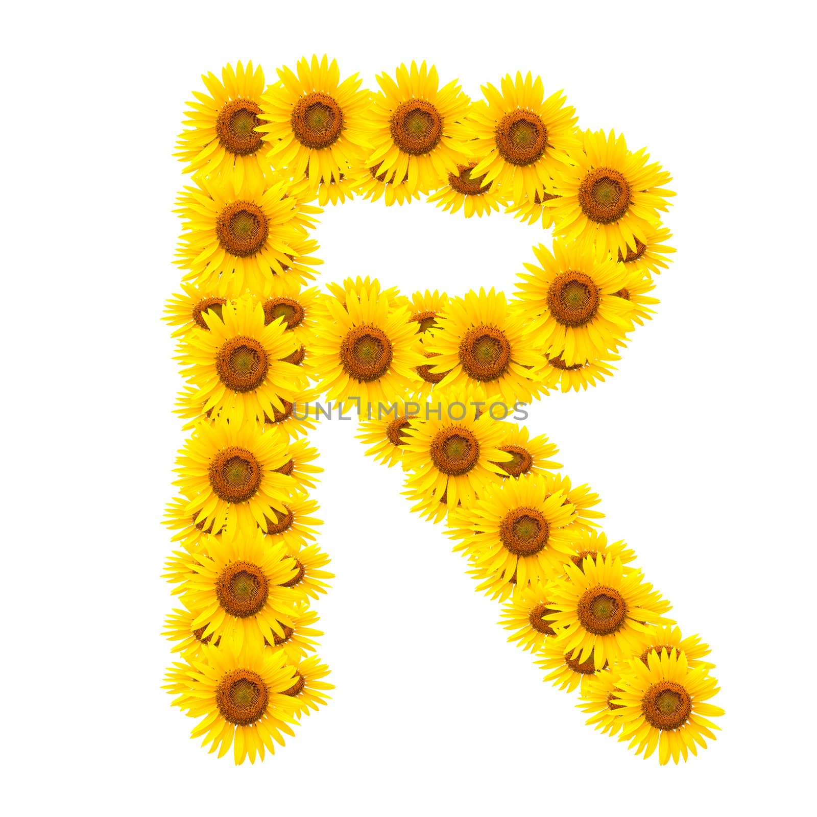alphabet R , sunflower isolated on white background