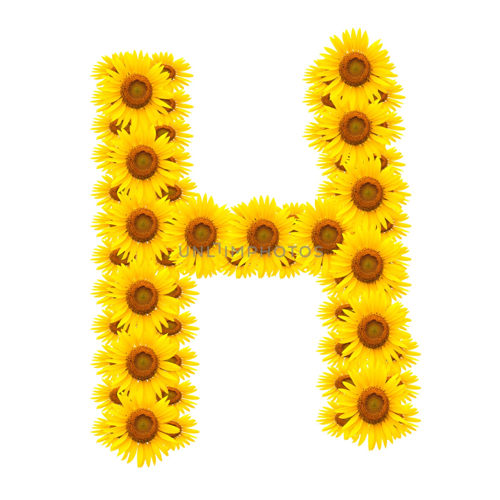 alphabet H , sunflower isolated on white background