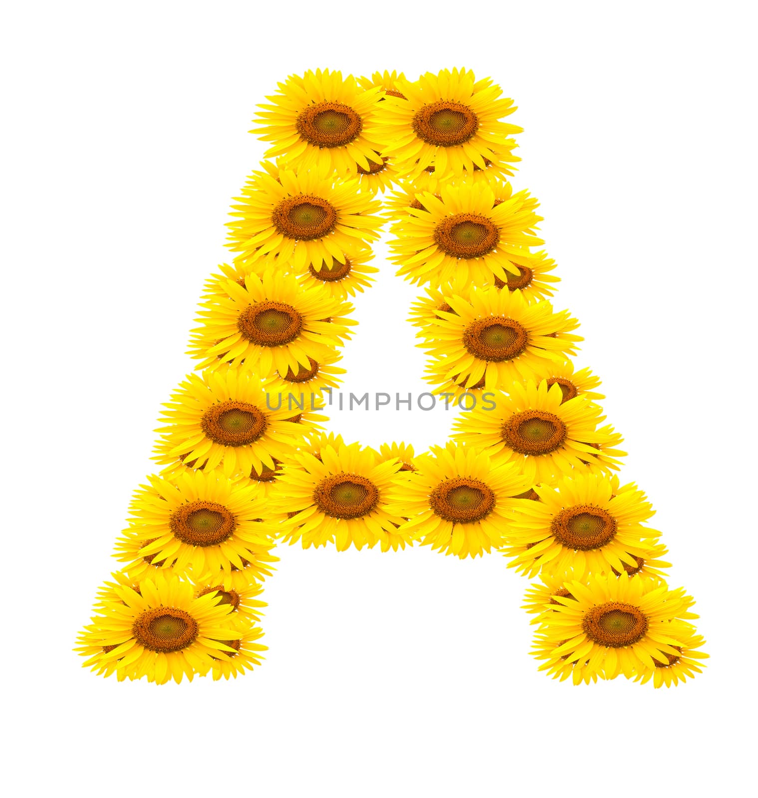alphabet A , sunflower isolated on white background