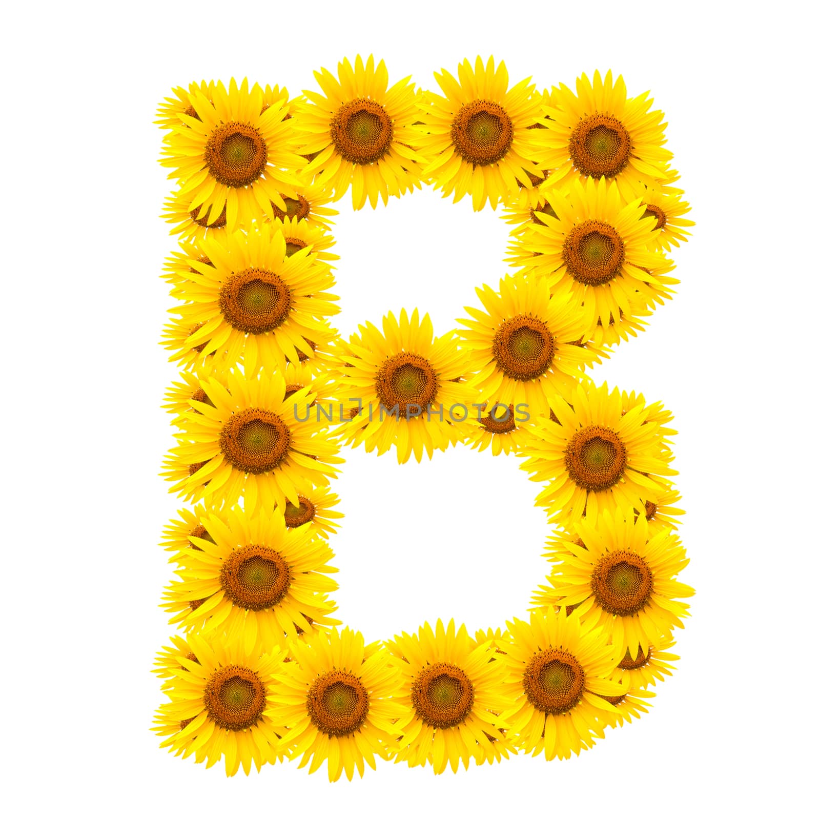 alphabet B , sunflower isolated on white background
