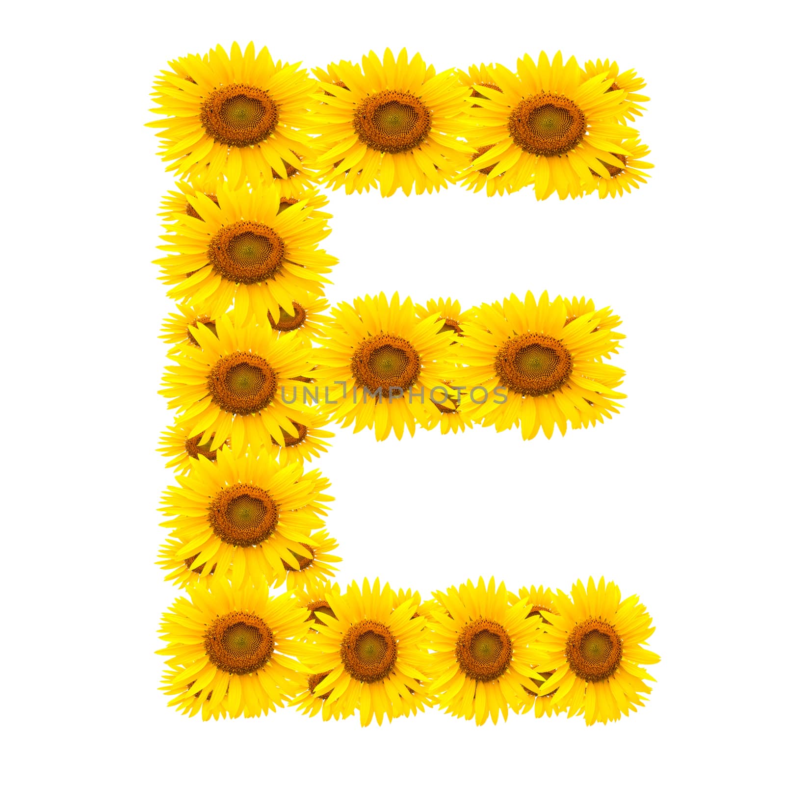alphabet E, sunflower isolated on white background