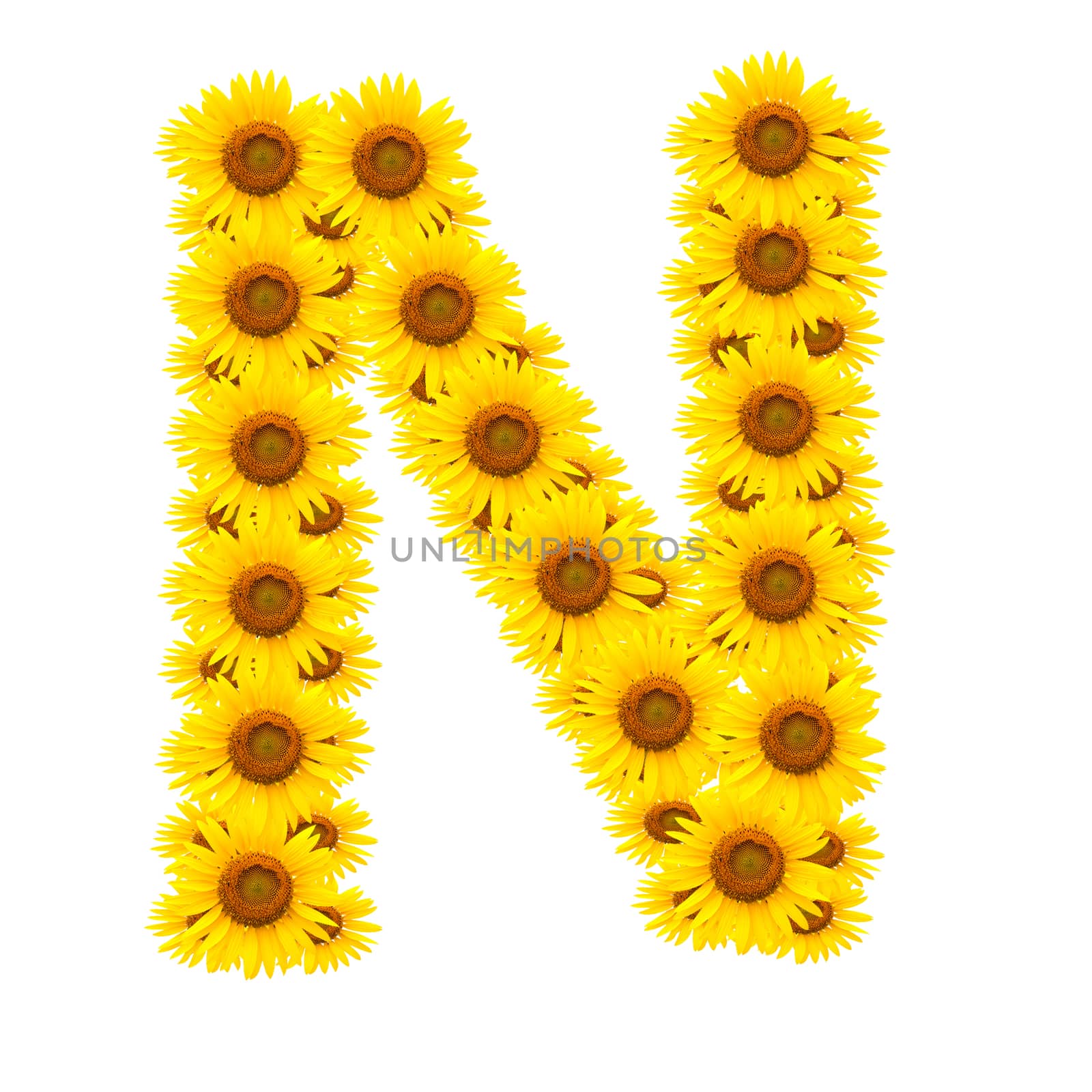 alphabet N , sunflower isolated on white background