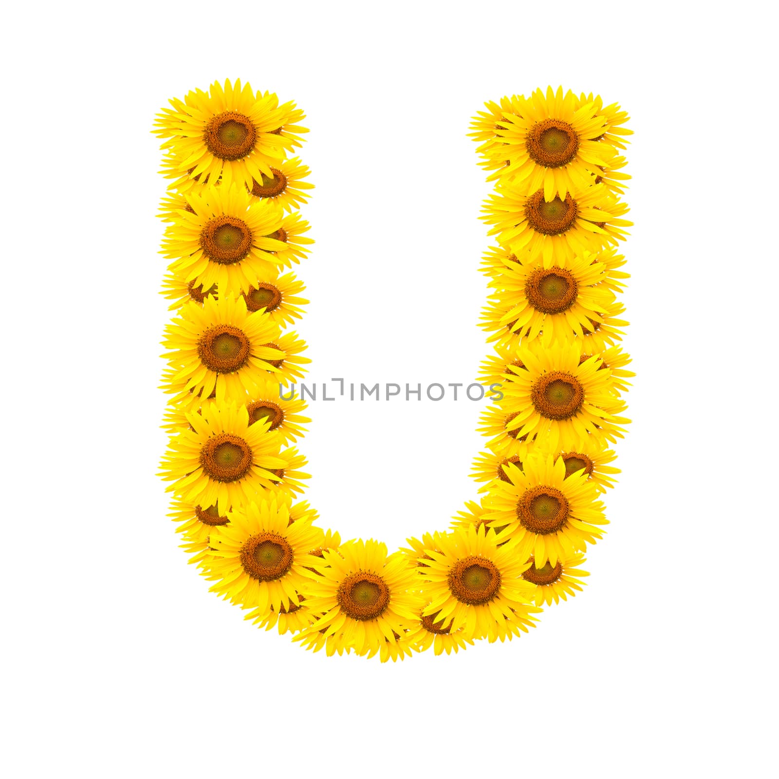 alphabet U , sunflower isolated on white background