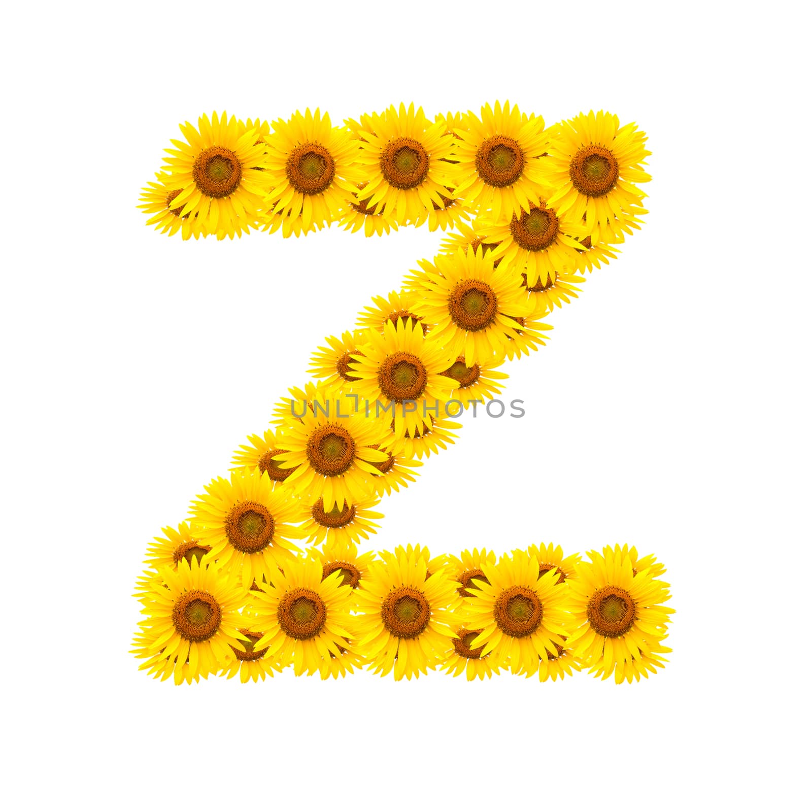 alphabet Z , sunflower isolated on white background