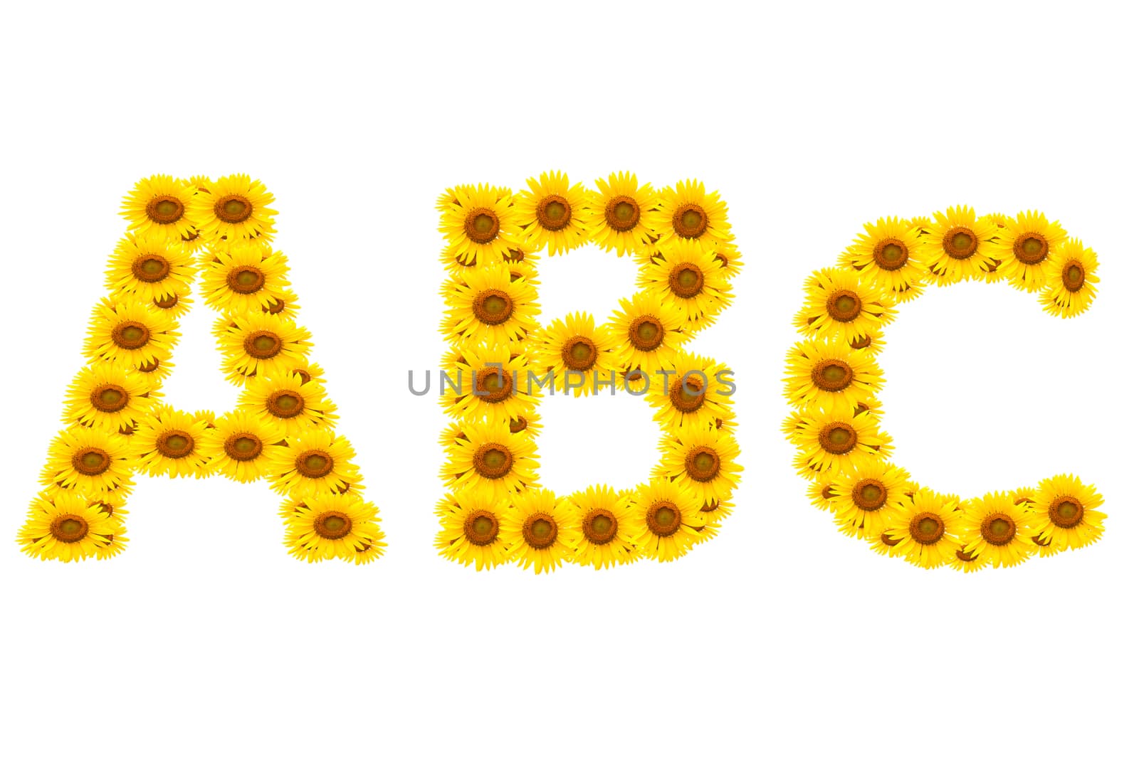 alphabet ABC , sunflower isolated on white background