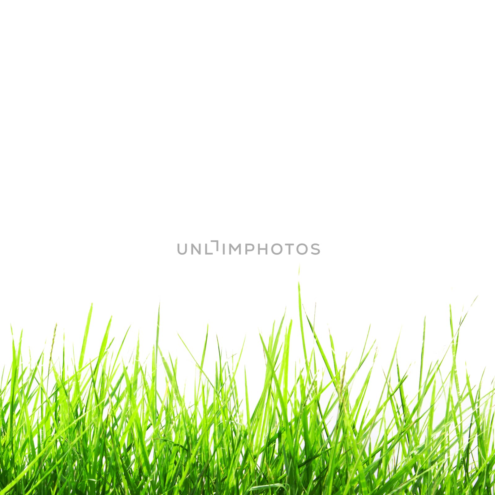 Fresh Green Grass Frame by wyoosumran