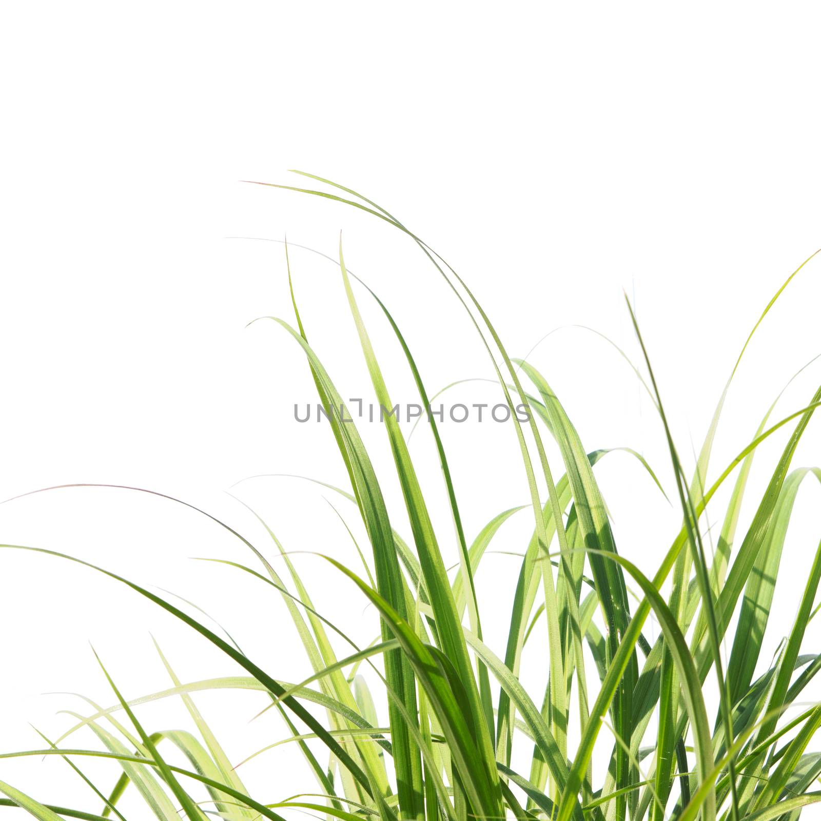 Fresh Spring Green Grass by wyoosumran