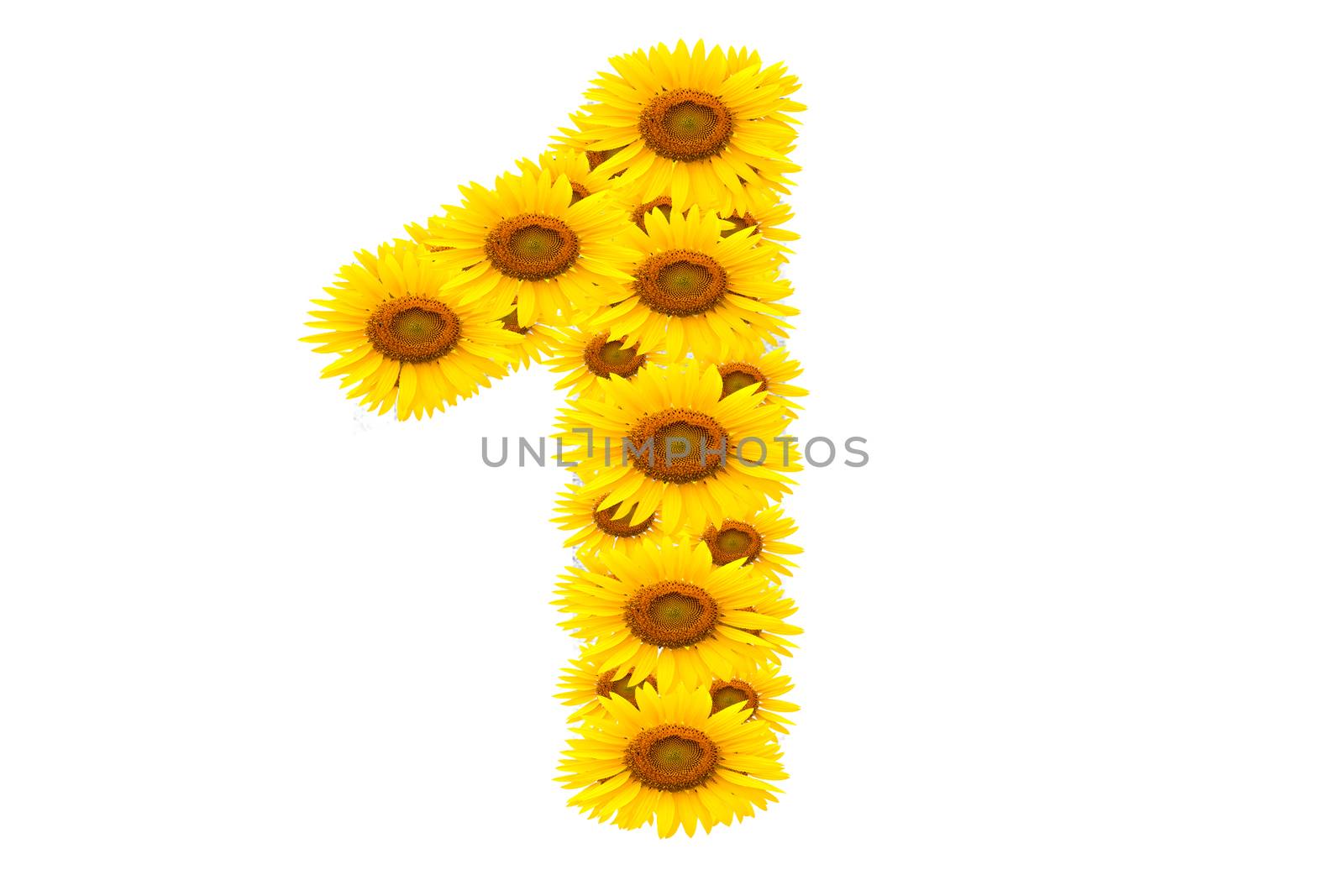 Number 1,  Sunflower isolate on White background