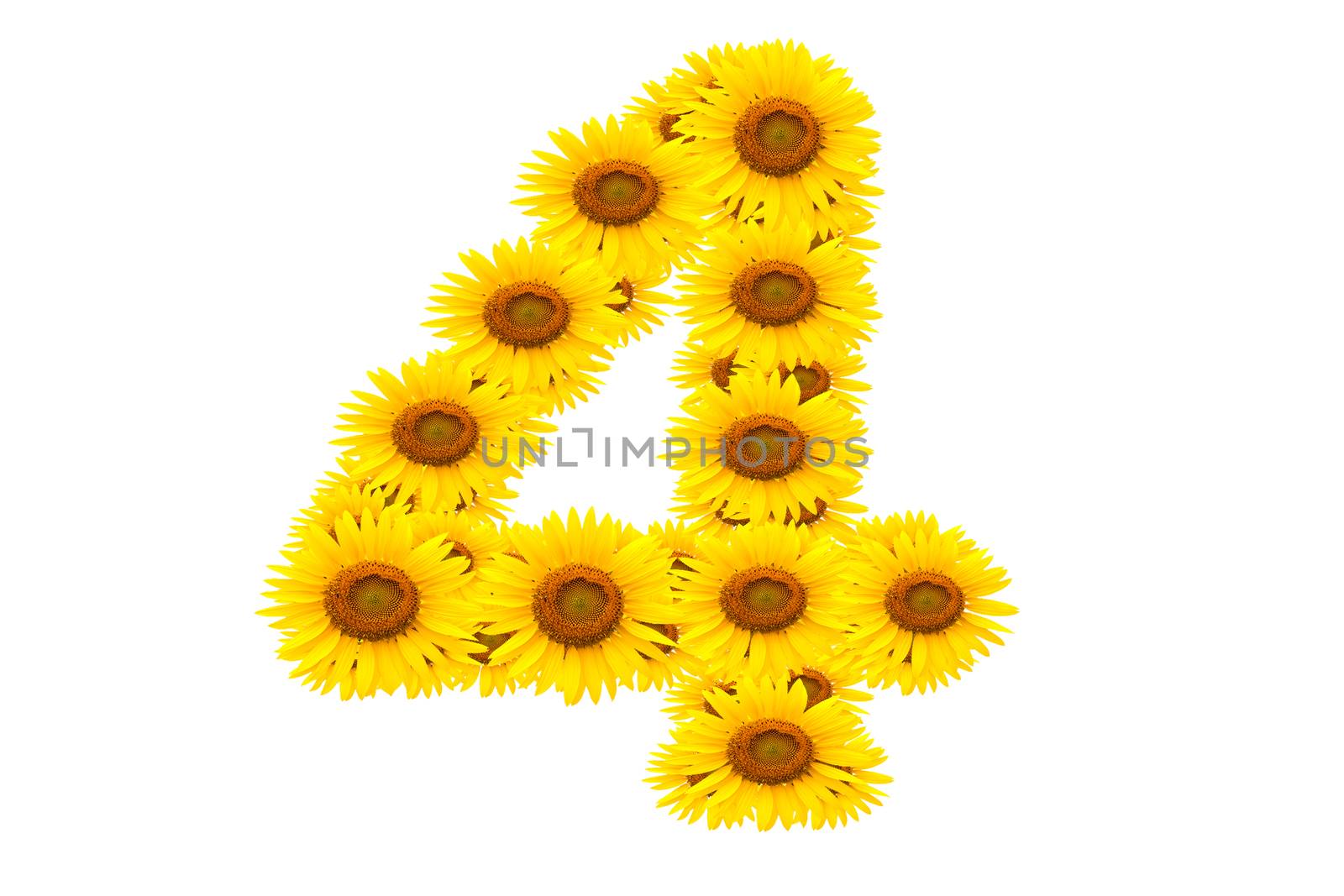 Number 4,  Sunflower isolate on White background
