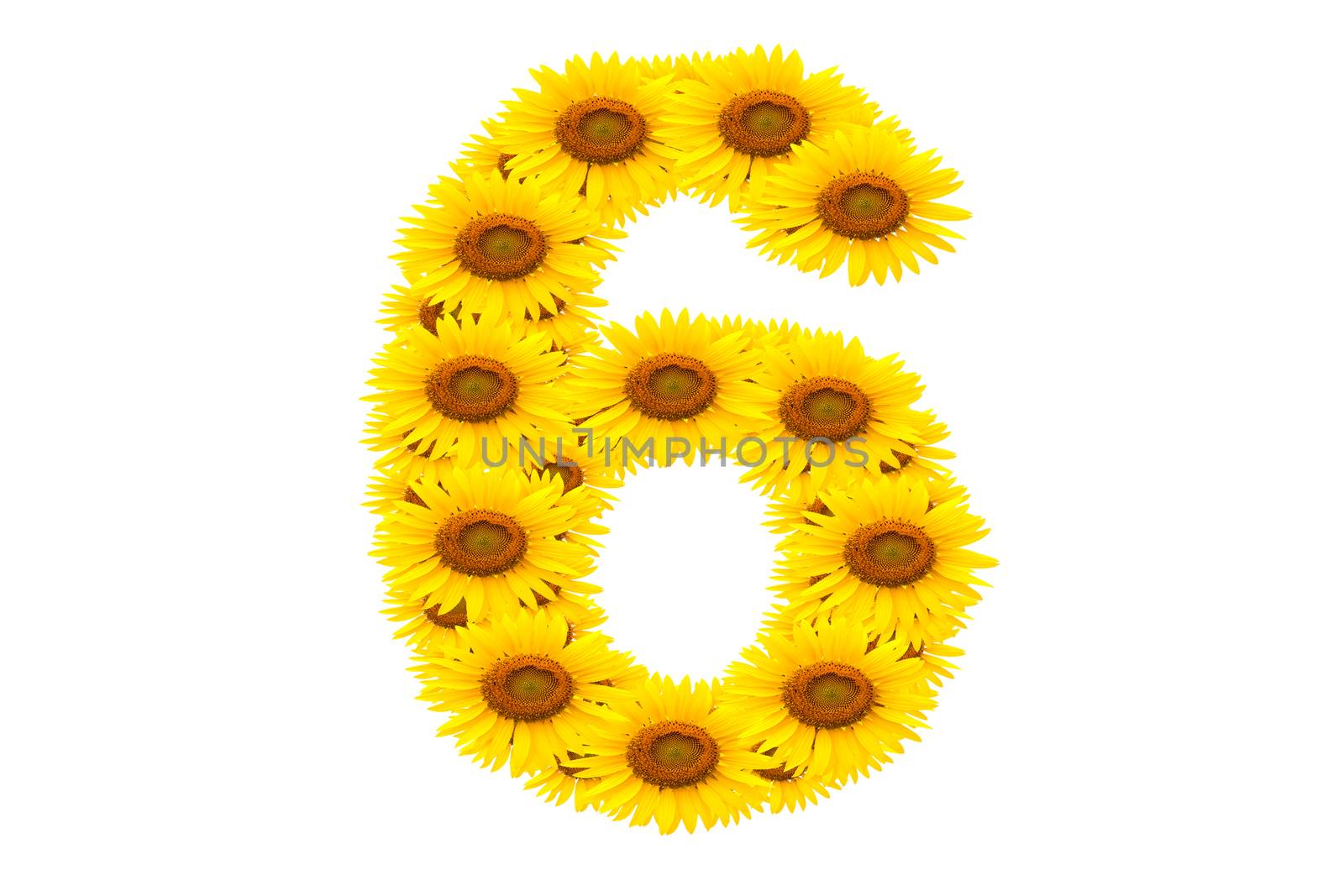 Number 6,  Sunflower isolate on White background