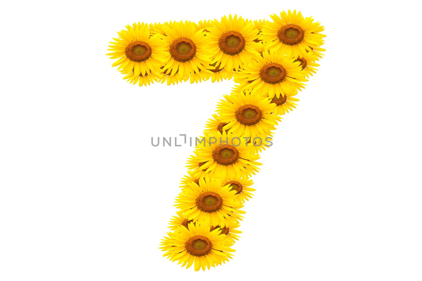 Number 7,  Sunflower isolate on White background