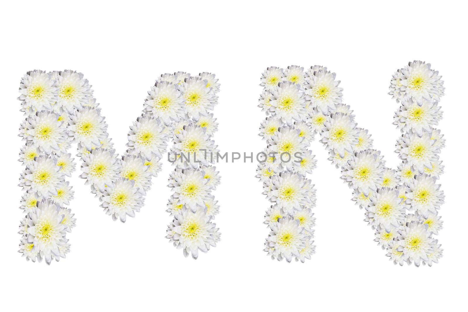alphabet MN , White Flower isolated on white background