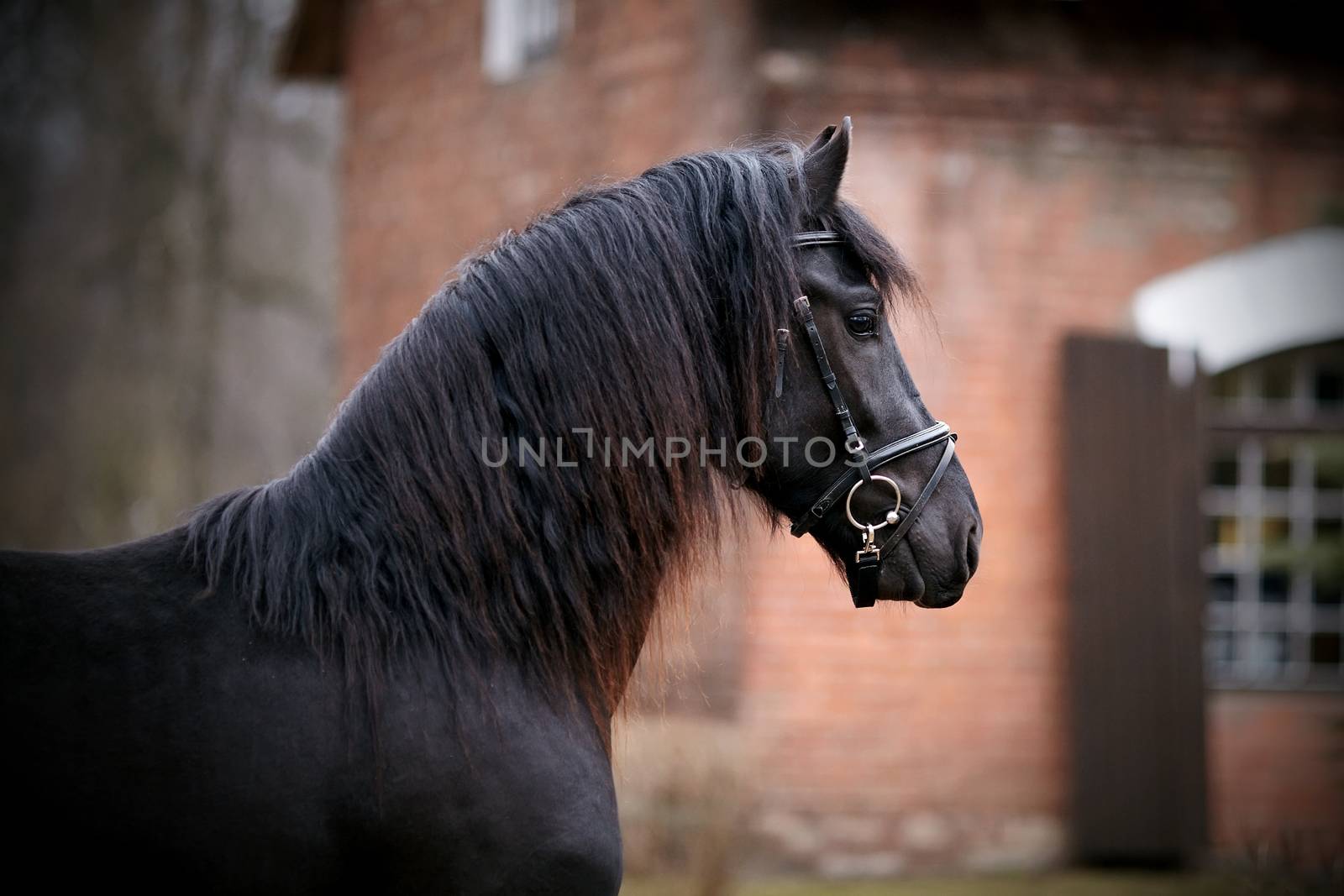 Black stallion. Portrait of a sports black horse. Thoroughbred horse. Beautiful horse.